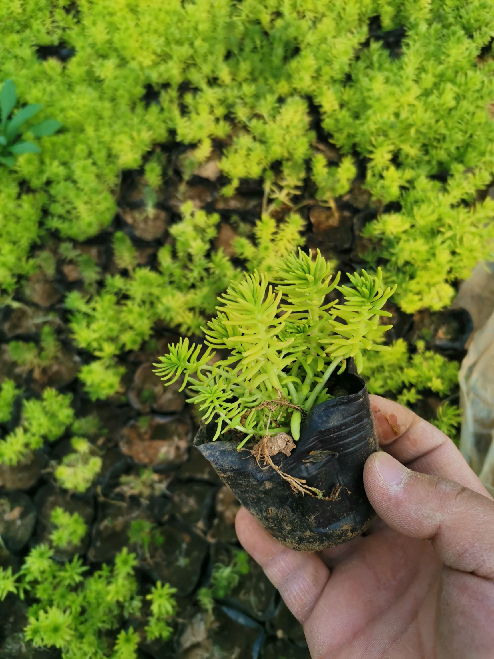 金叶佛甲草 黄金条 地被植物 观赏植物