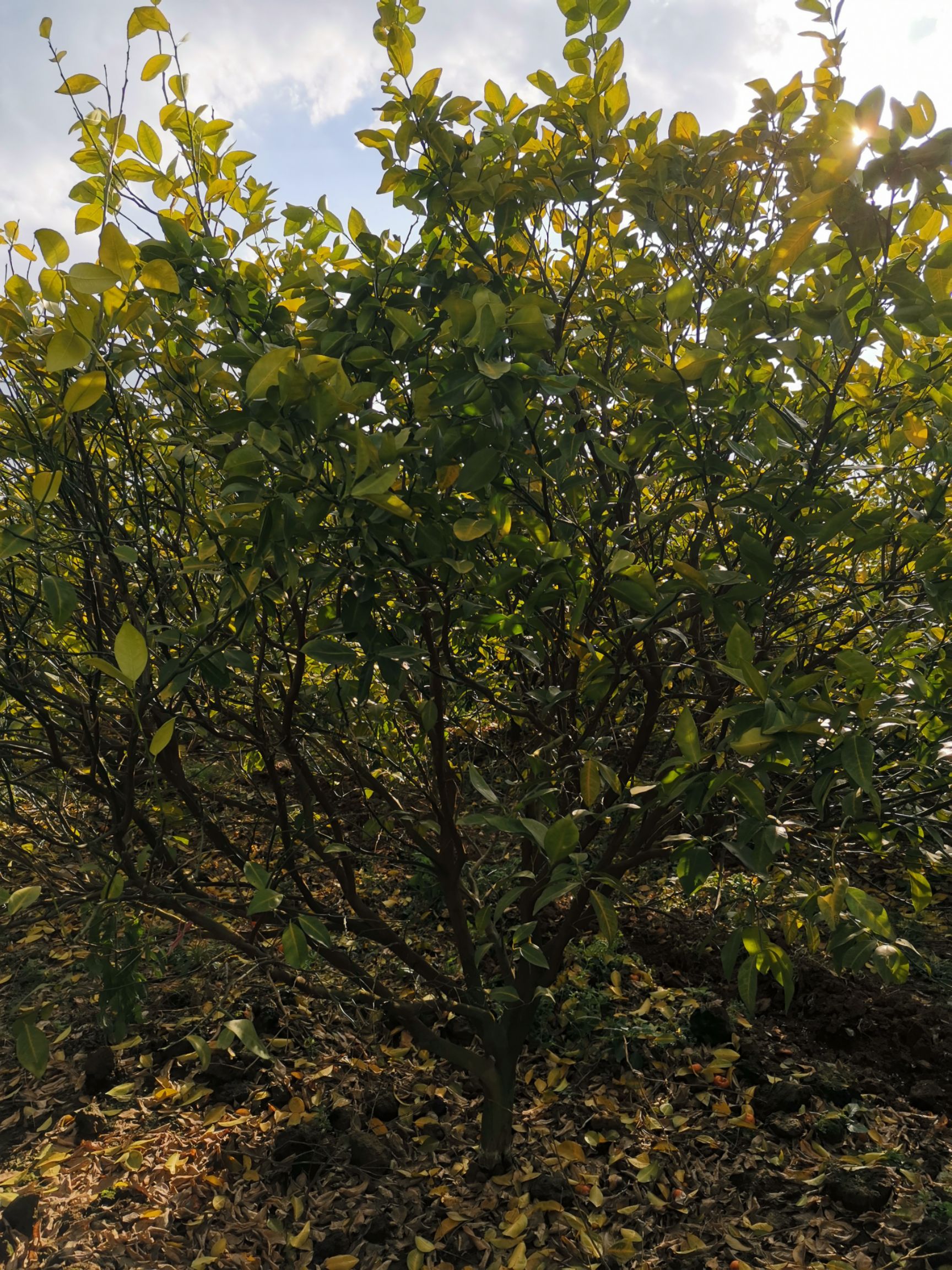 八月桂 果树风景树移栽种植