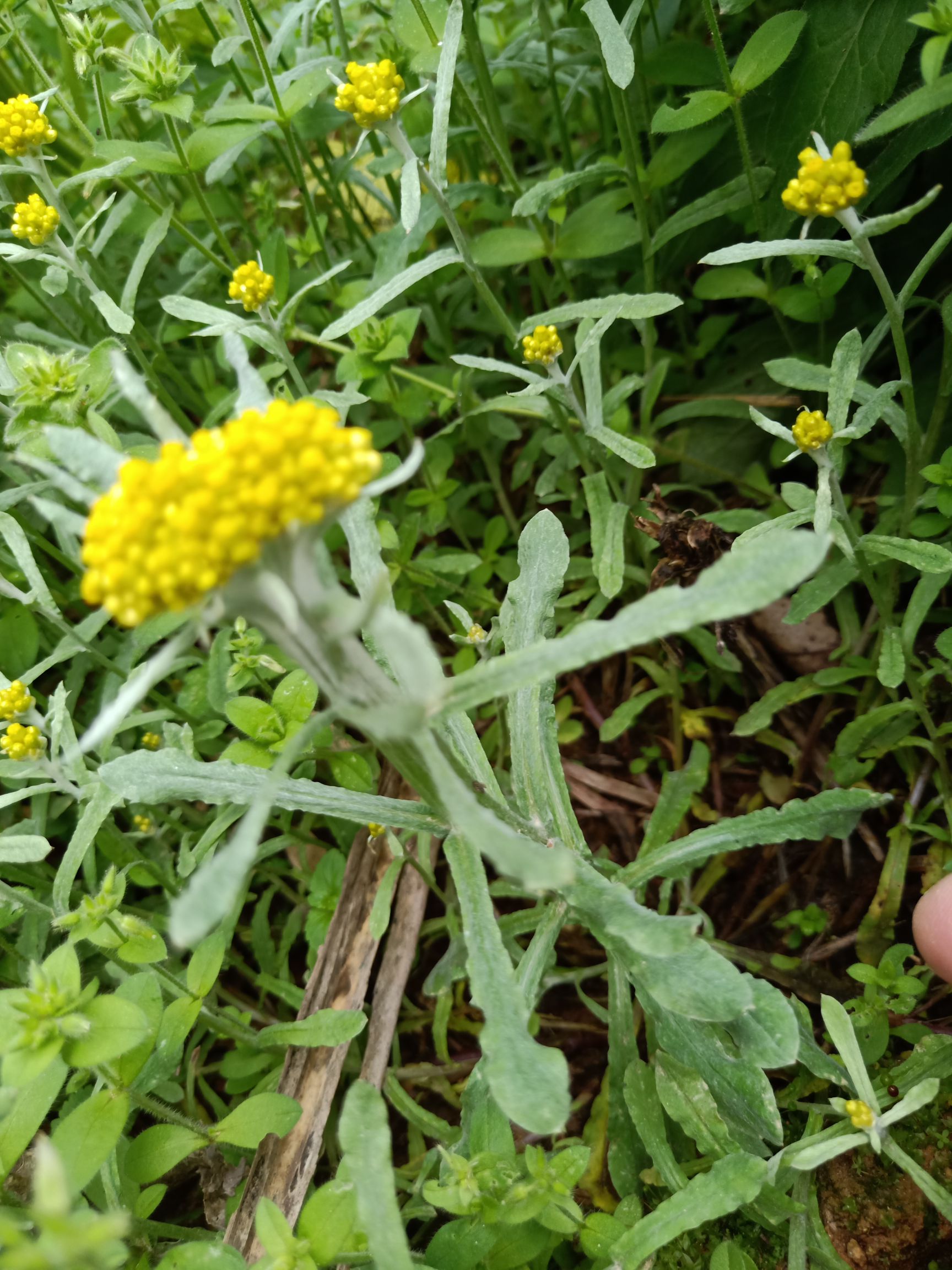 鼠菊草(清明草)