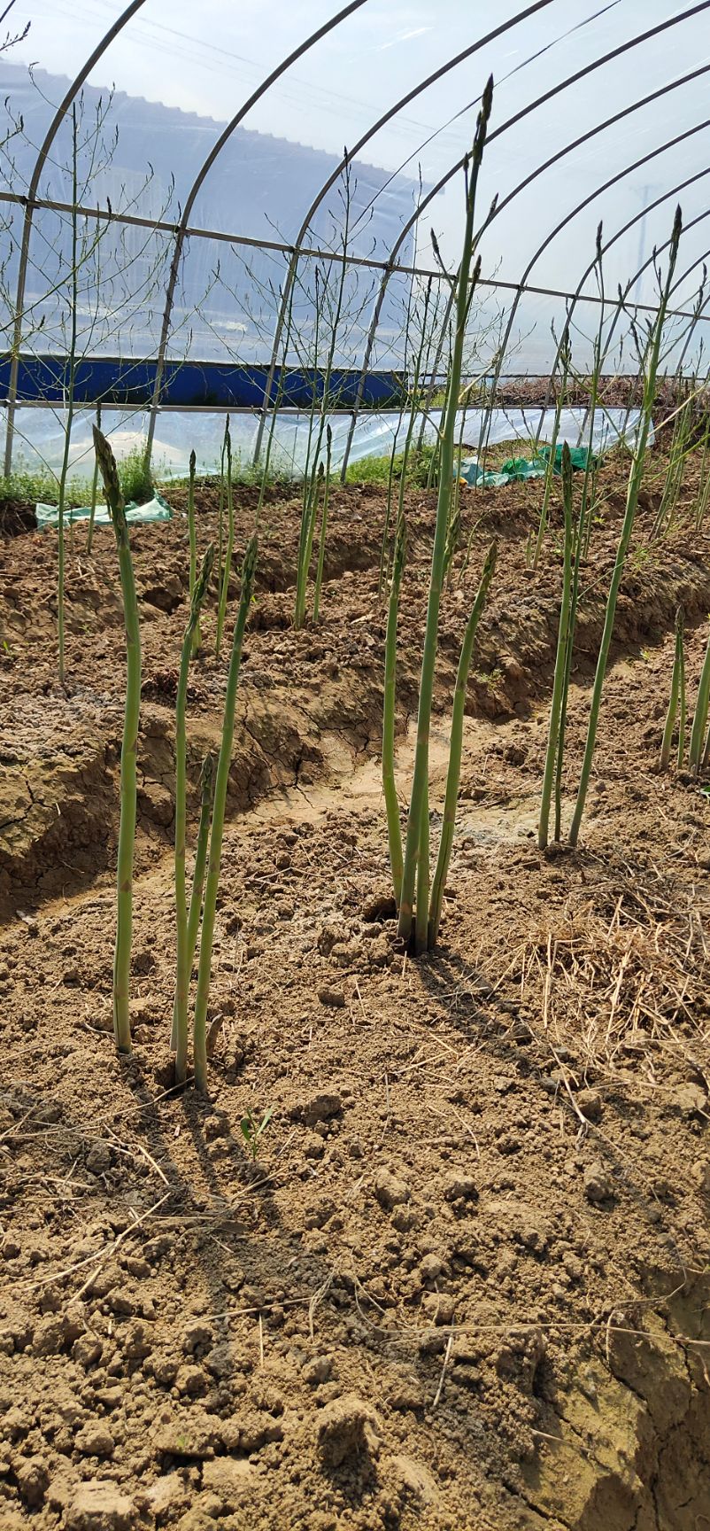 上海崇明芦笋基地,无公害,有机芦笋,当天下单绝对新鲜.