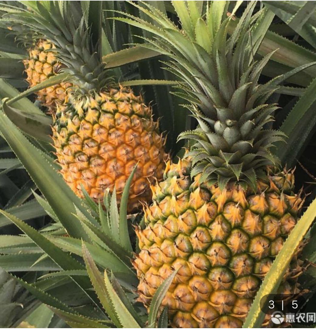 海南菠萝蜜 海南 菠萝改良品种…凤梨