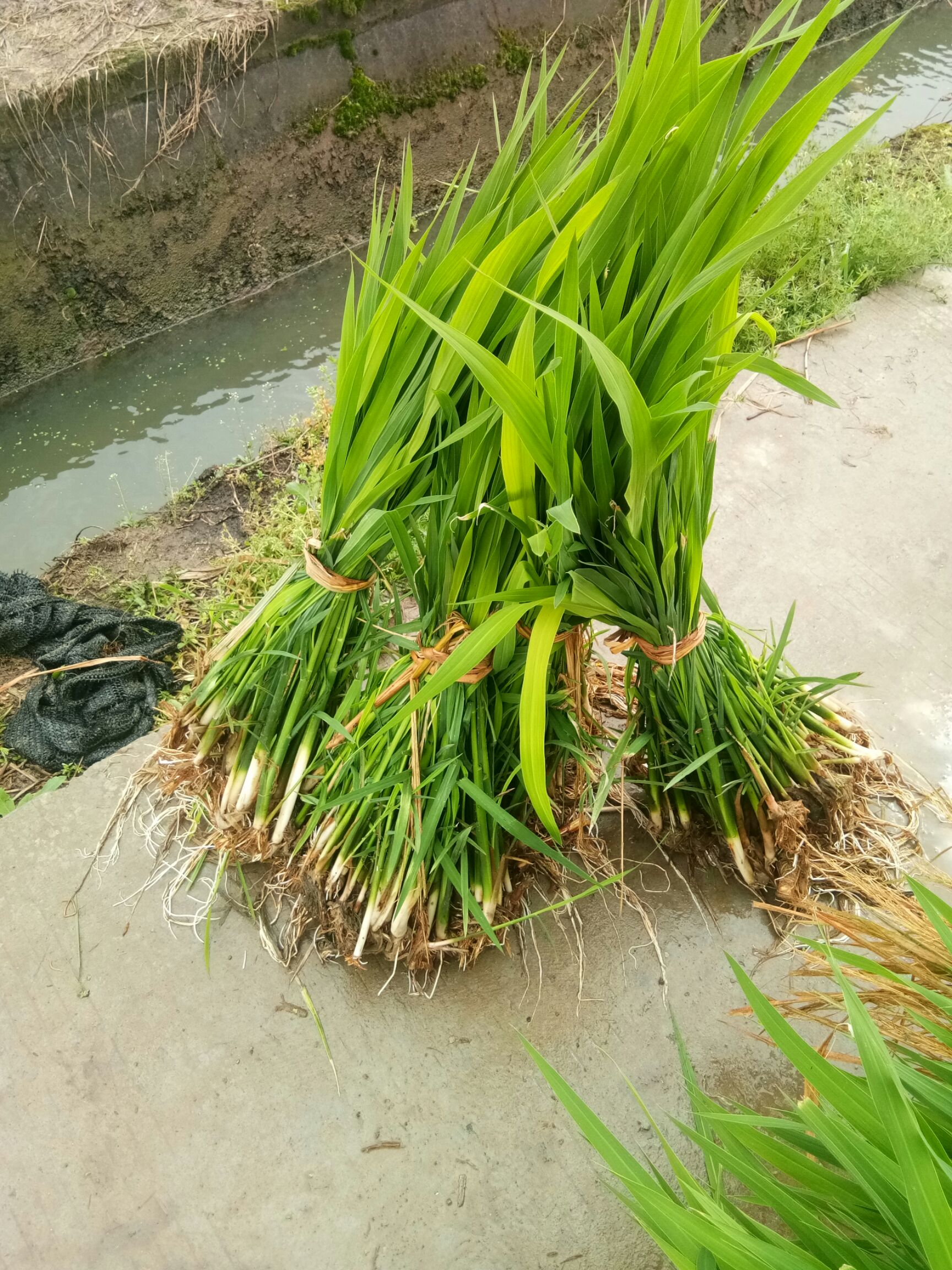 茭白种苗 茭白 双季茭白苗 单季茭白苗美人茭