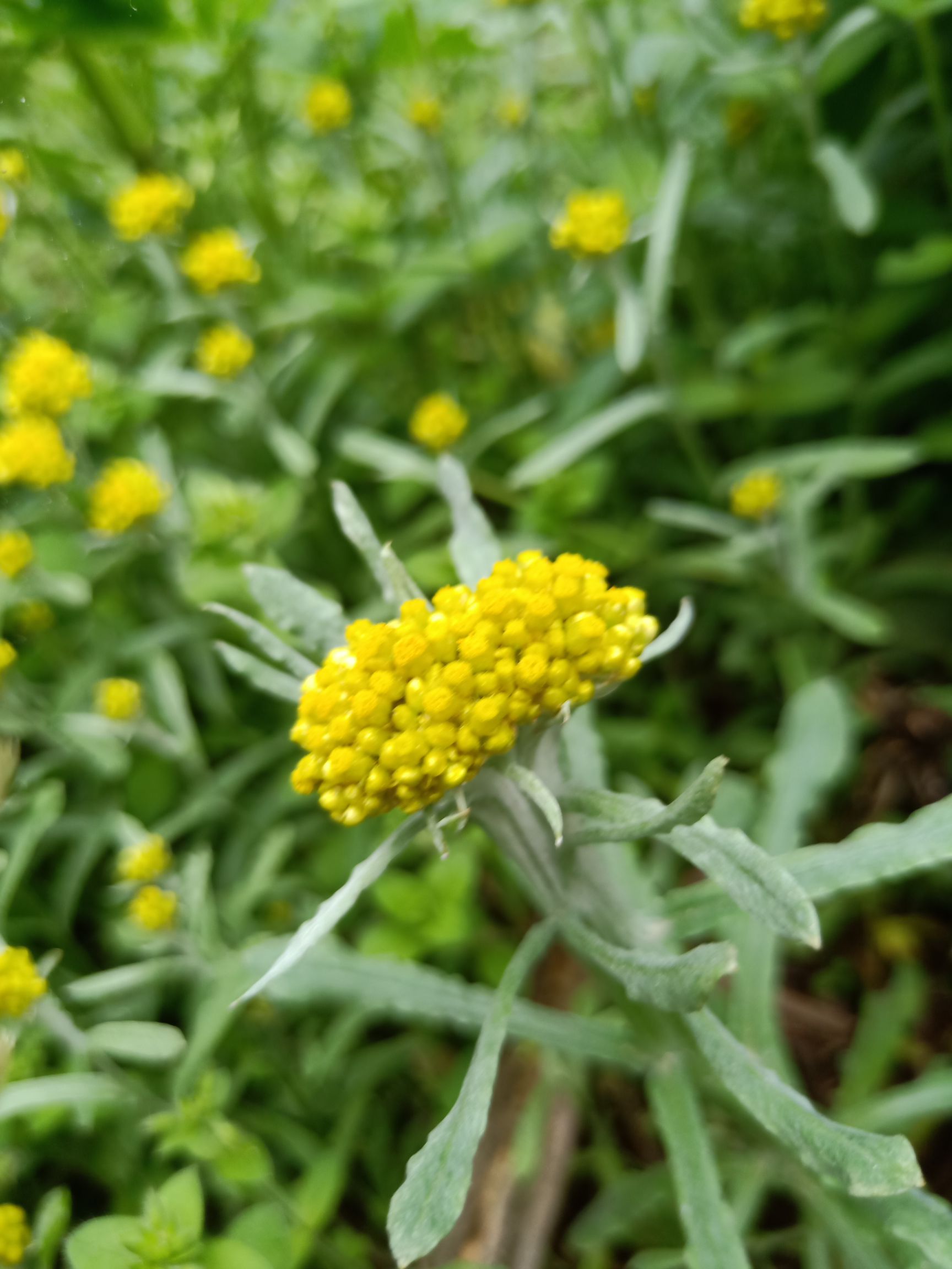 鼠菊草(清明草)