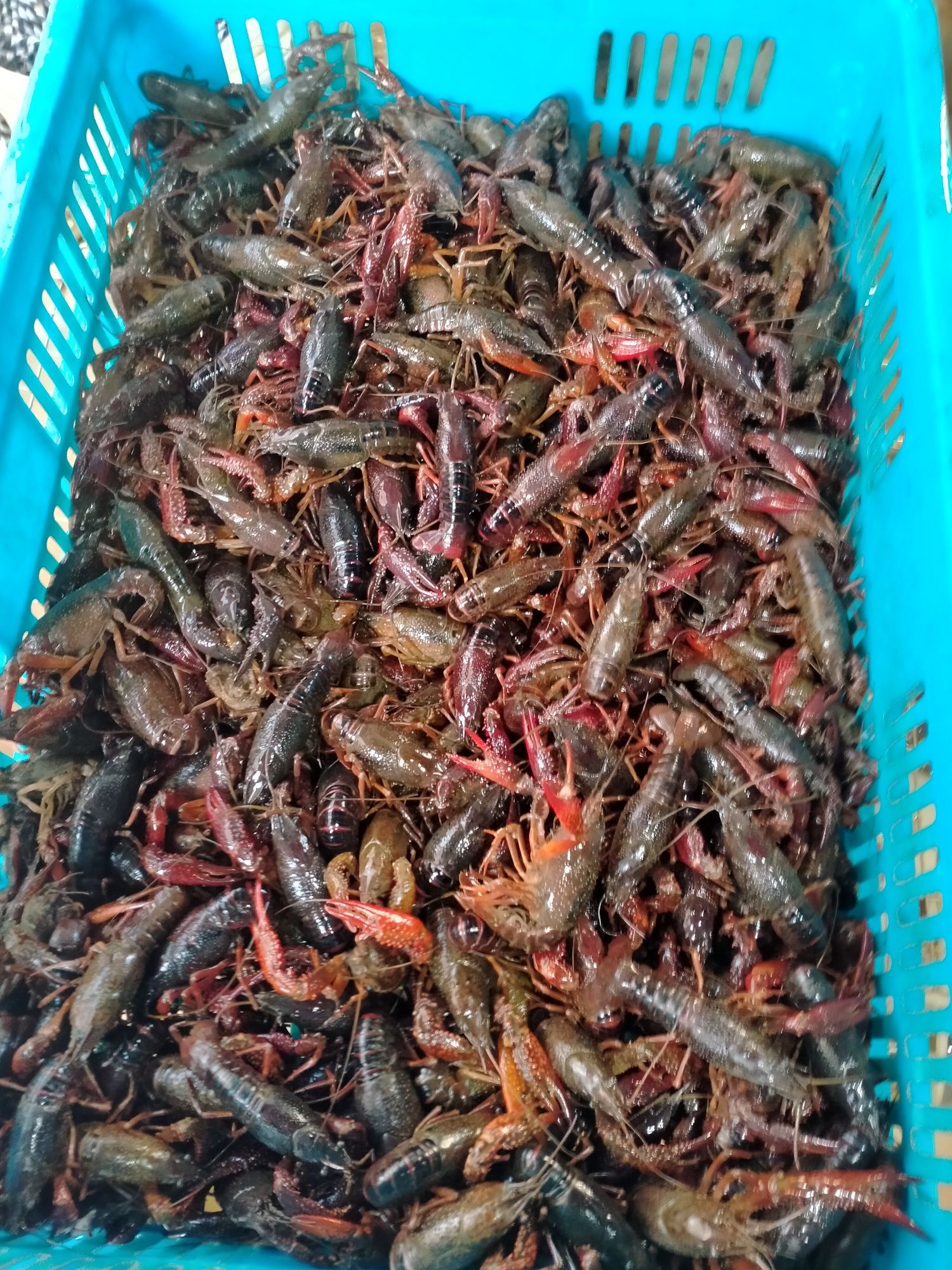 青壳小龙虾 456青虾