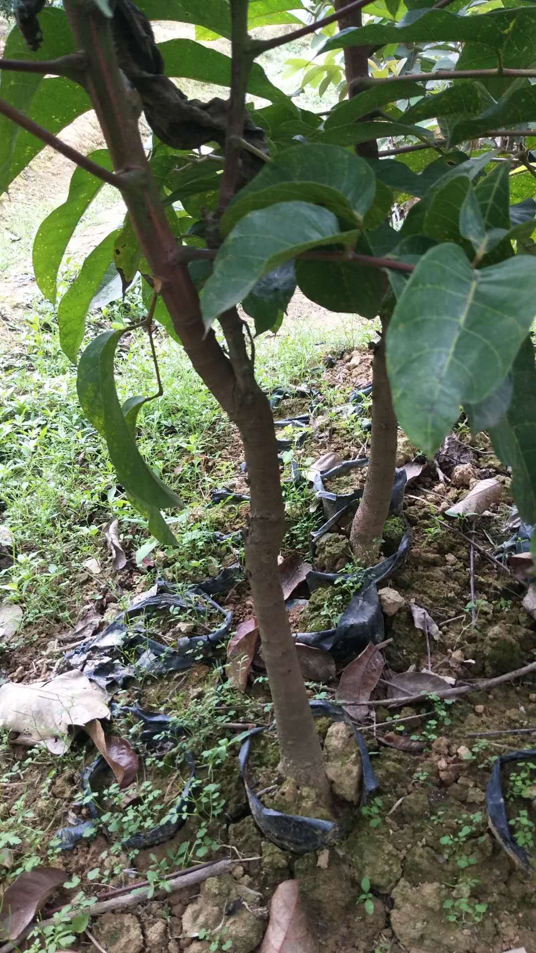 黑橄榄苗 橄榄果苗.