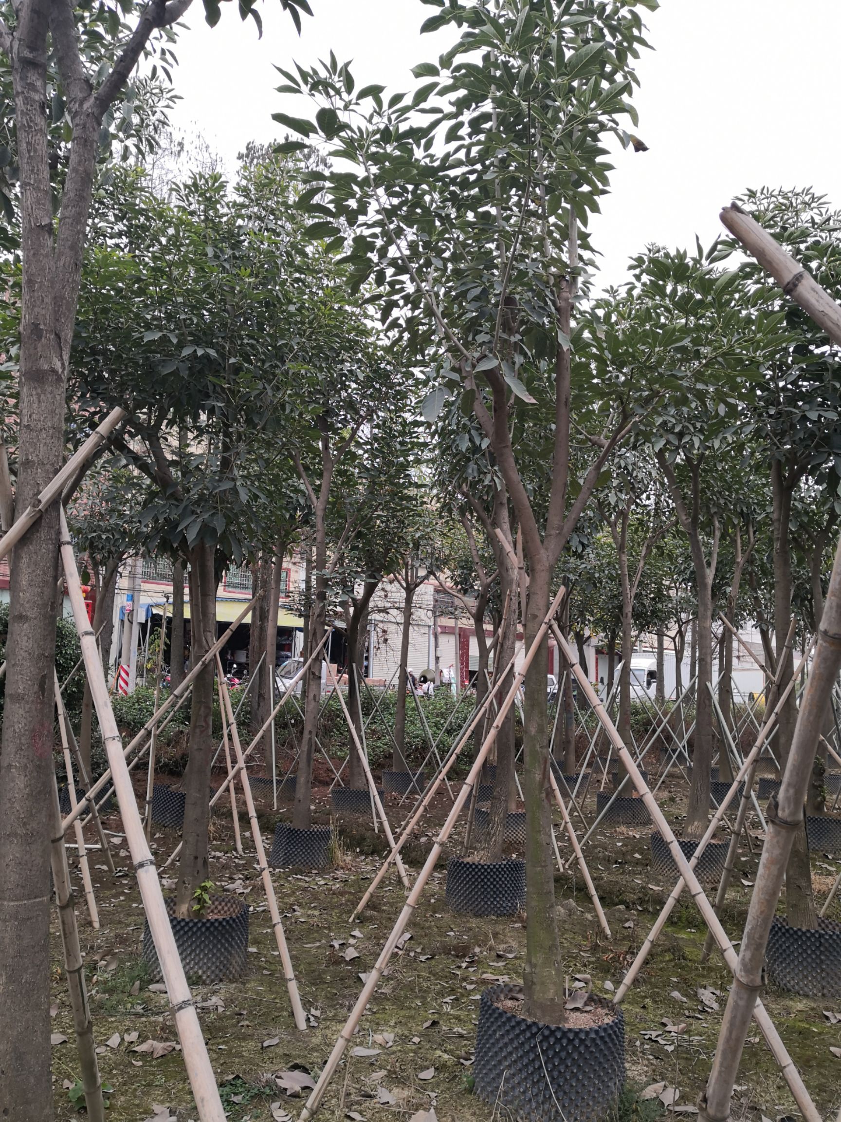 红花风铃木(洋红风铃木)骨架袋苗 移植成*率高
