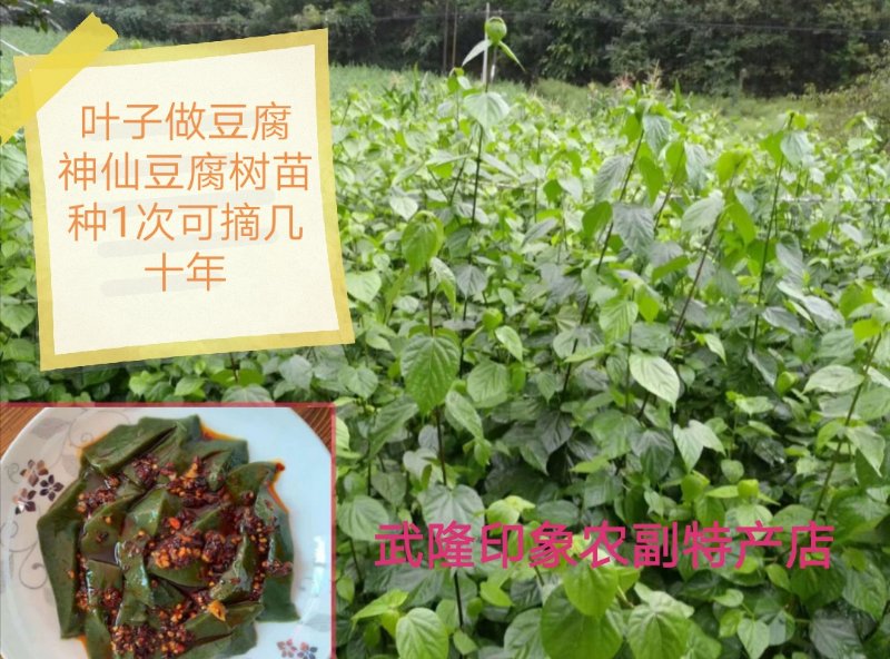 [豆腐柴苗批发]豆腐柴苗 蔬菜苗豆腐树翡翠豆腐树苗柴树豆腐神豆腐