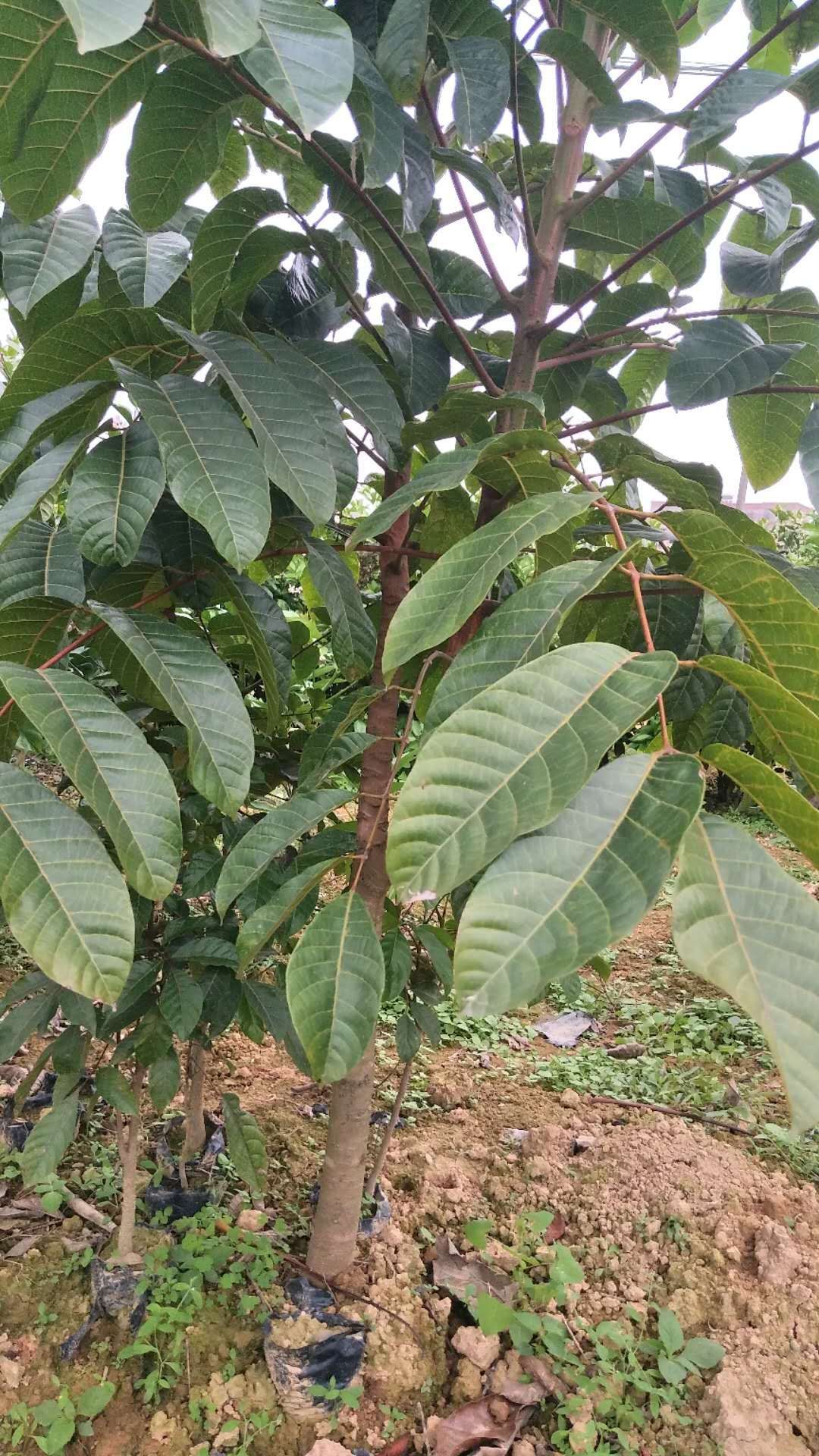 黑橄榄苗 橄榄果苗.