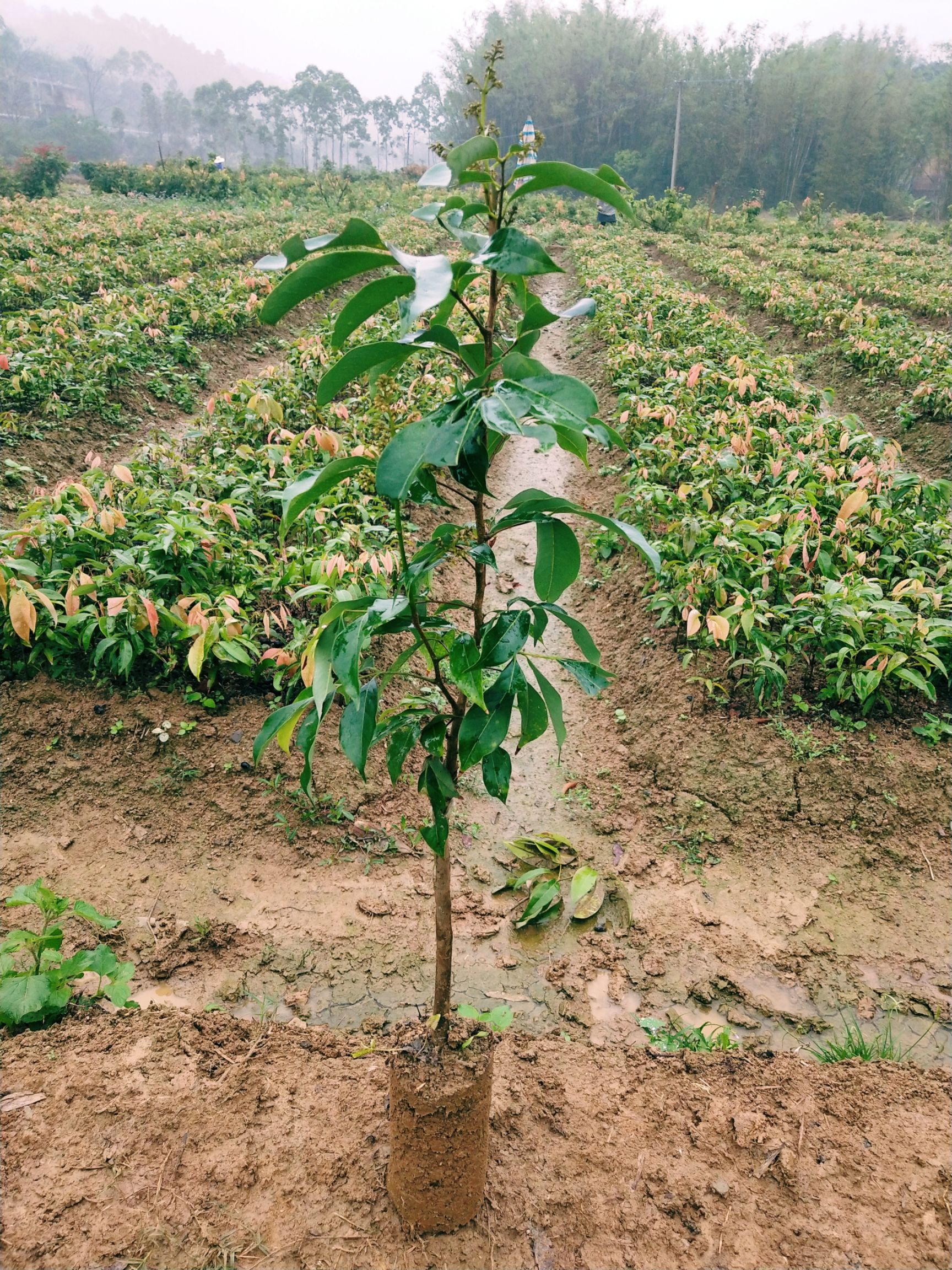 白糖罂荔枝苗 白糖罂荔枝嫁接树苗