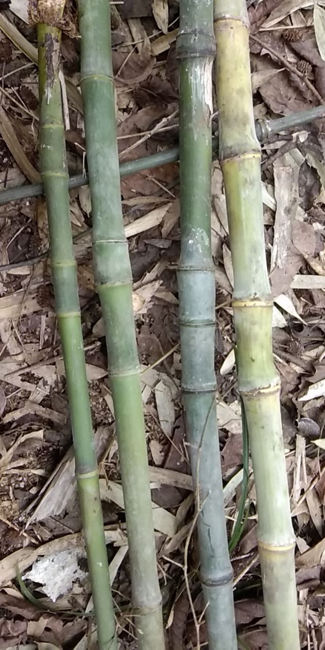 实心竹 手把件