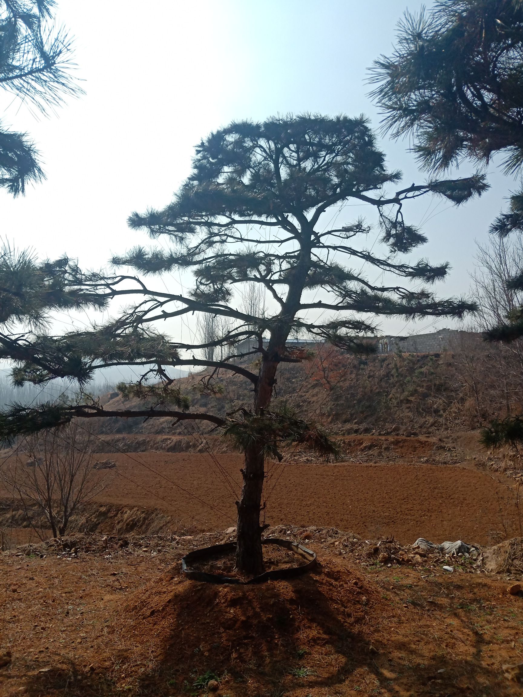 造型油松