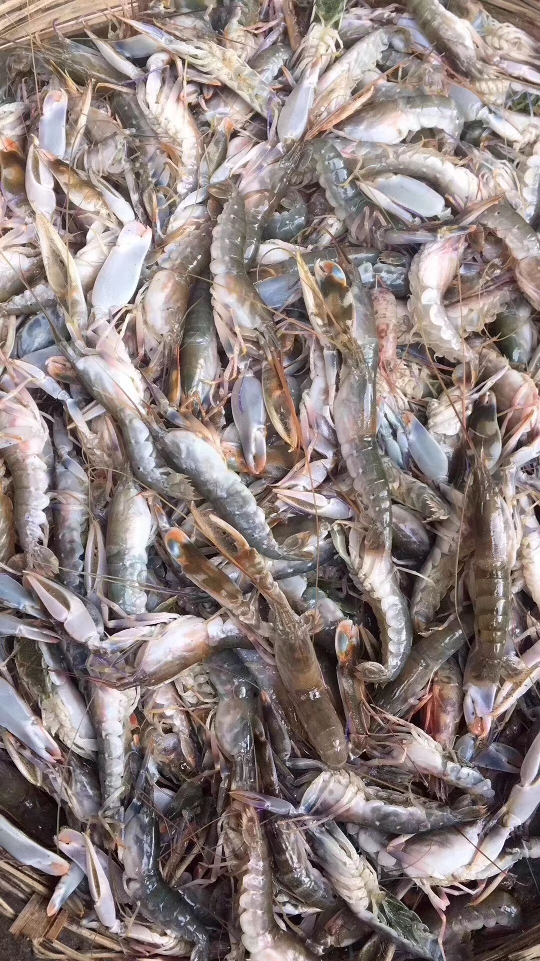 深海弹虾,皮虾虾20一斤,生冻大明虾50一斤,50斤挑发货