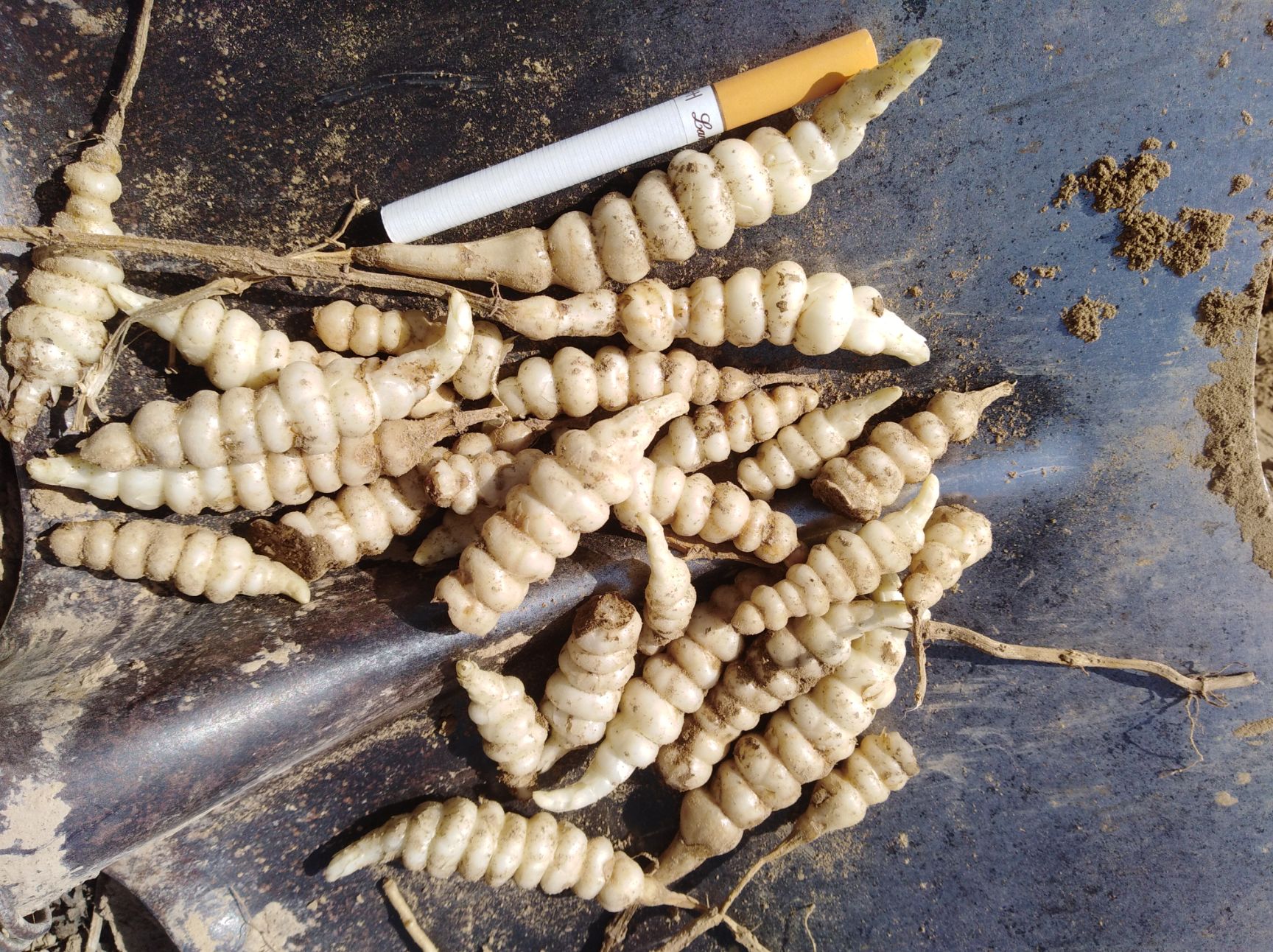 宝塔菜 今年的螺丝菜种子