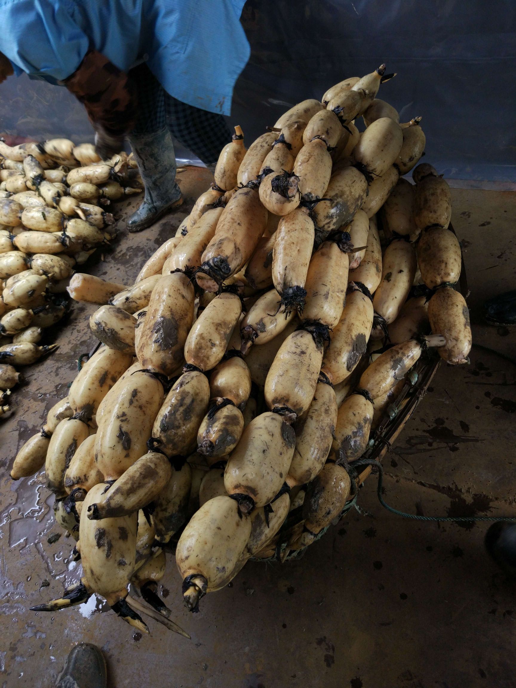 鄂莲6号藕种苗 鄂莲六号藕种六号藕种鄂莲6号藕种6号藕种