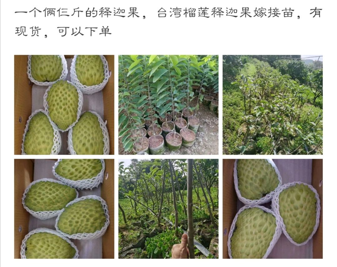 台湾嫁接榴莲释迦果苗,成果2斤以上新品种