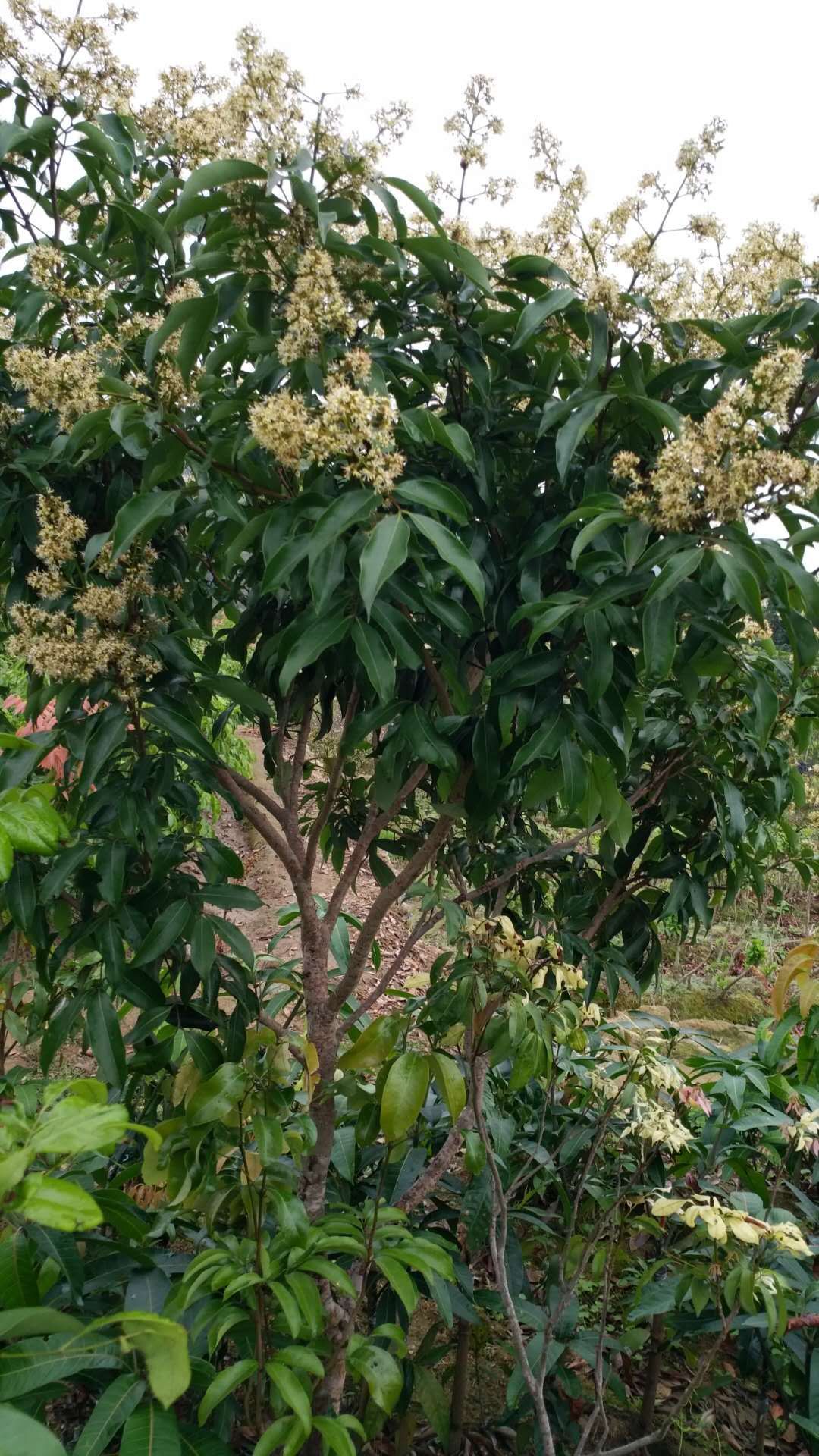 无核荔枝苗 荔枝树嫁接苗 妃子笑荔枝 桂味荔枝 无核荔枝 南方种植