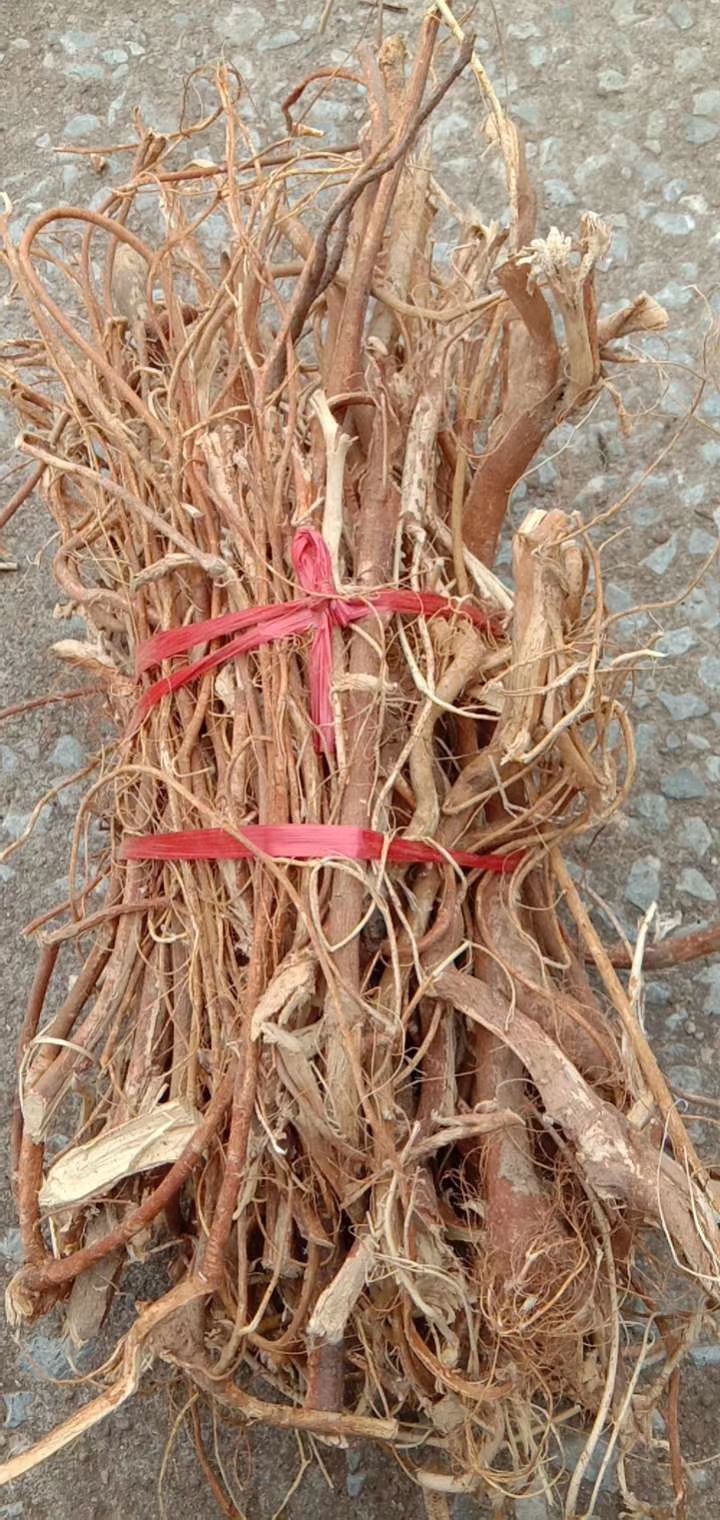 五指毛桃 深山纯无头,纯根,质量保,足干,无硫,新货,奶香味浓包邮