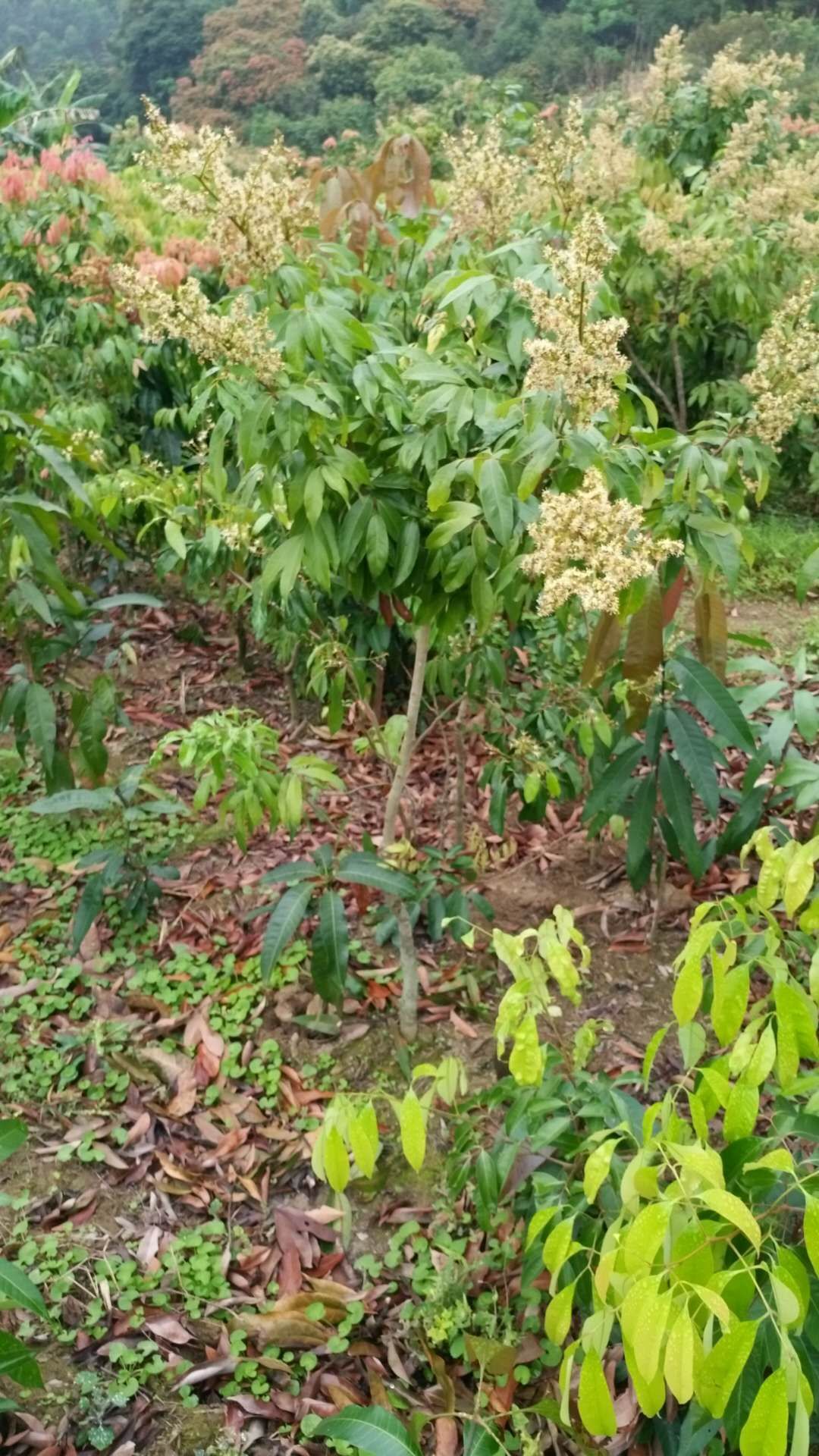 供应大厅  种子种苗  荔枝苗   收藏 分享