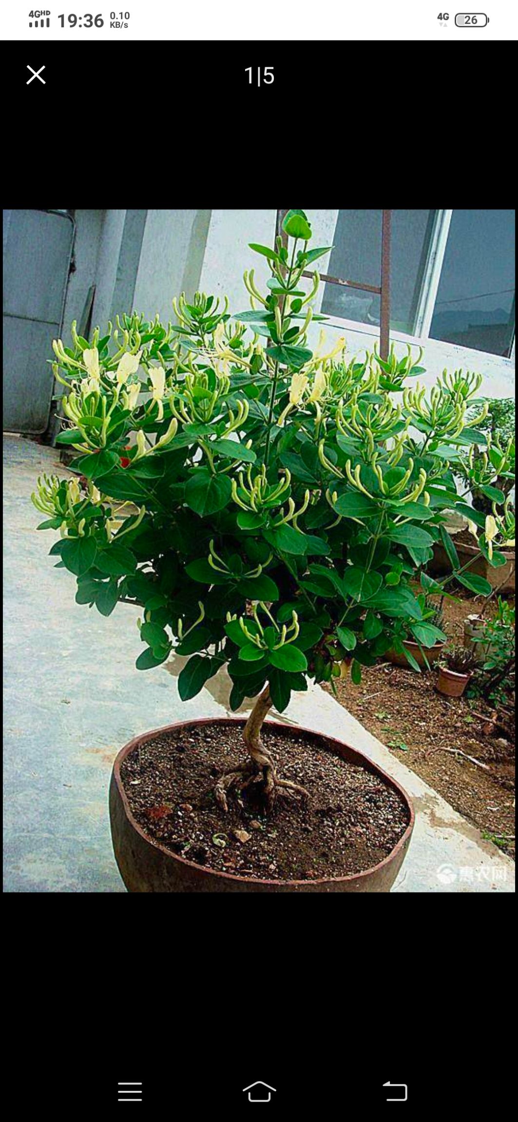 四季金银花苗 四季金银花
