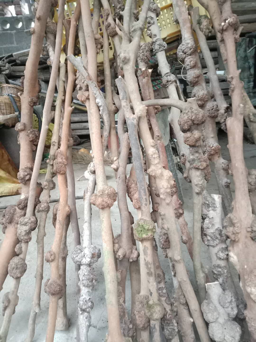 原生型 云南黑果树黑果木树枝 玩件 木瘤原半成品