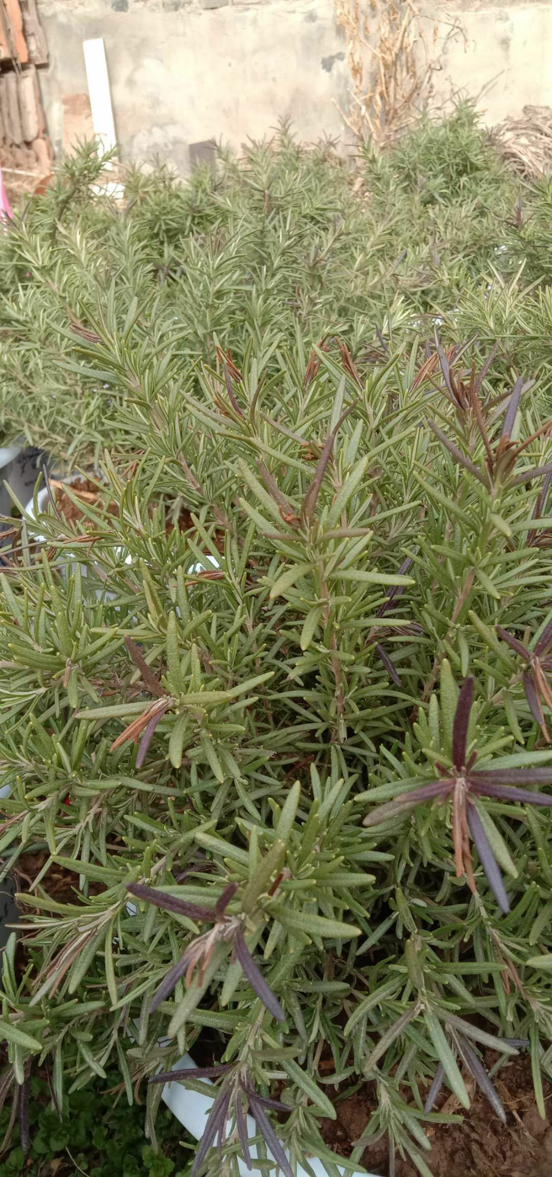 迷迭香 芳香植物提神醒脑美化净化优化环境改善人居氛围景观,可直接