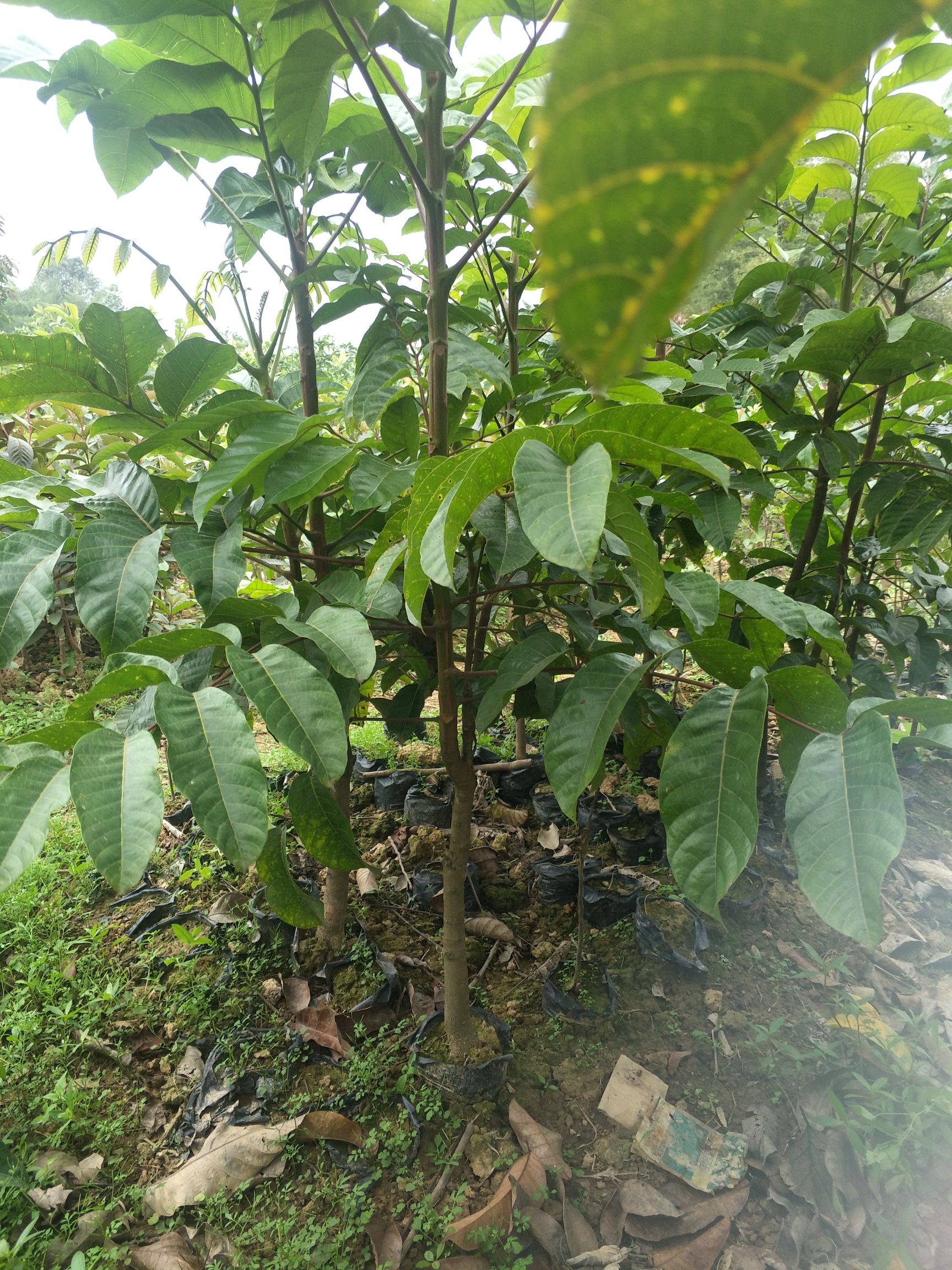 橄榄苗