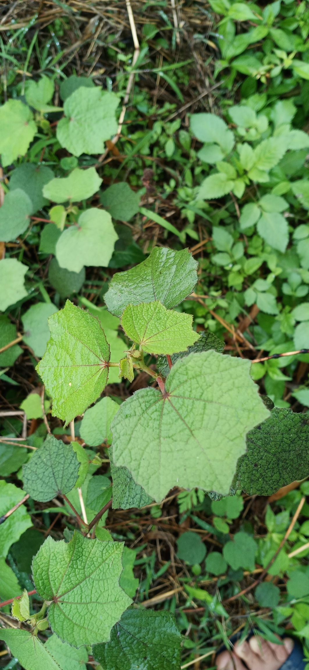 广东中草药新鲜现摘地桃花 刺头婆 肖梵天花材拦路虎根棉