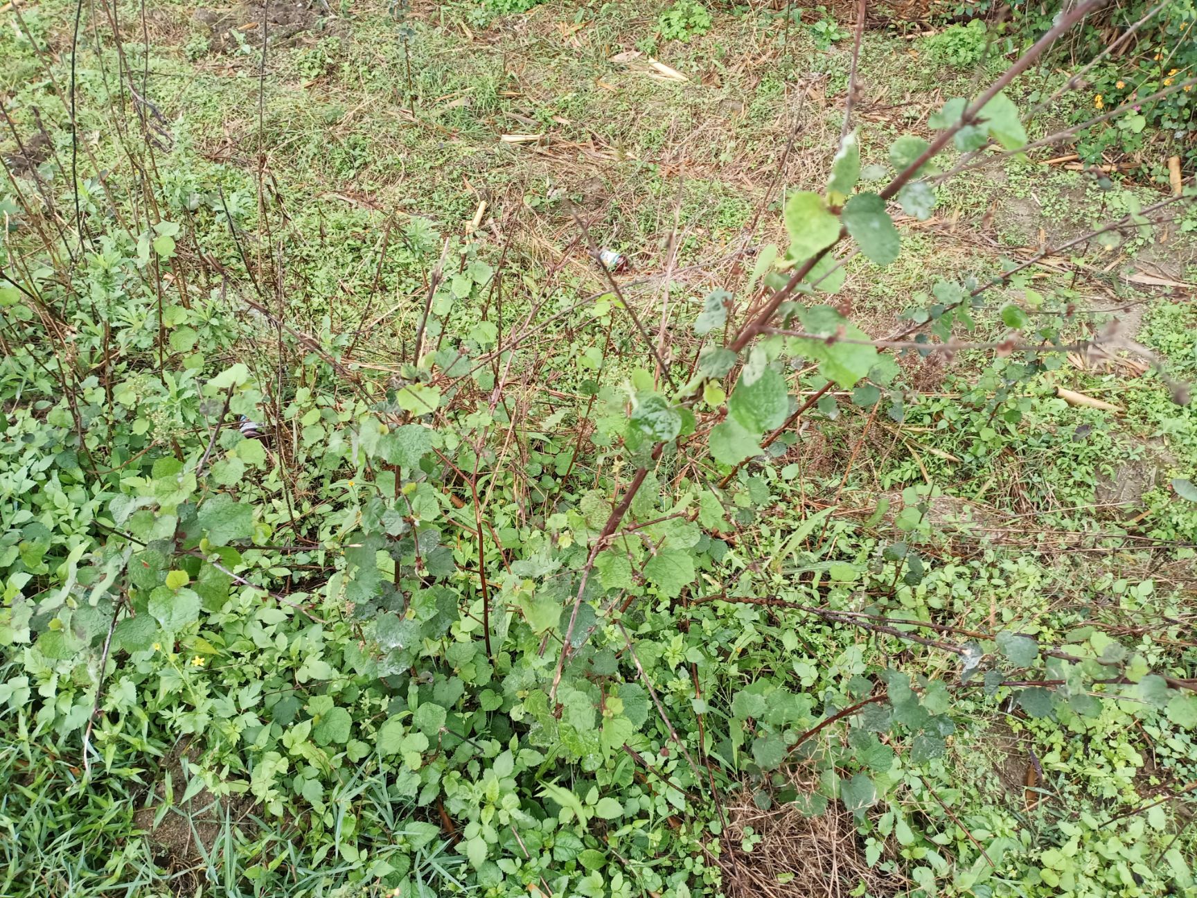 广东中草药新鲜现摘地桃花 刺头婆 肖梵天花材拦路虎根棉