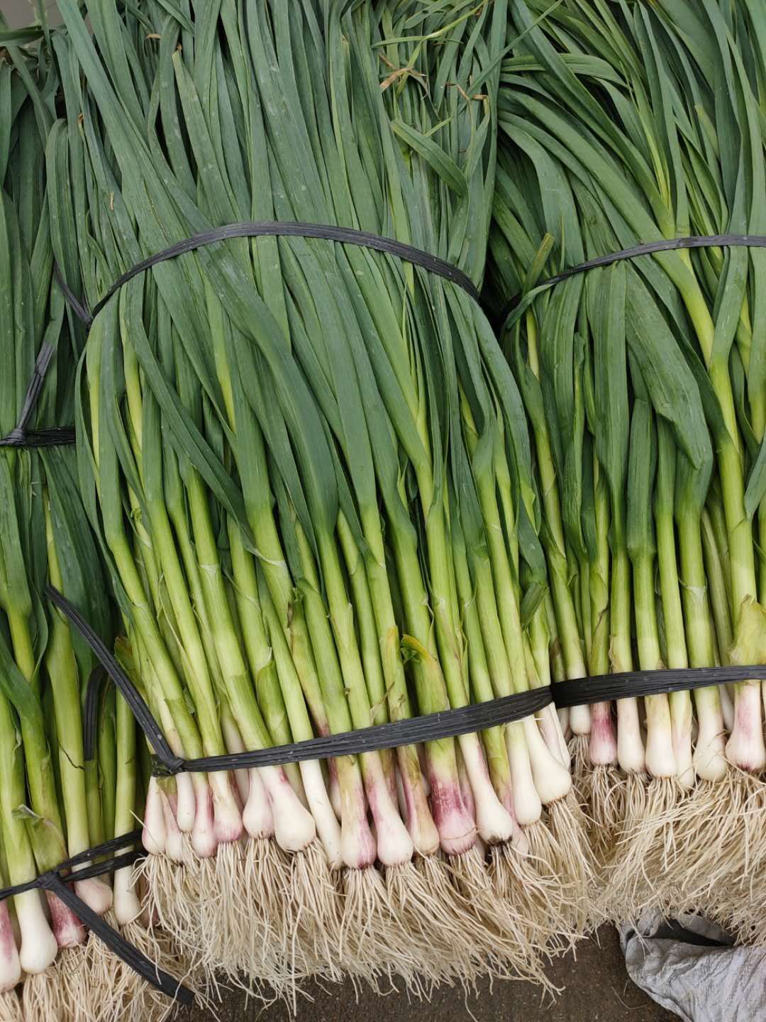 精品 大蒜苗,高矮均匀,颜色好