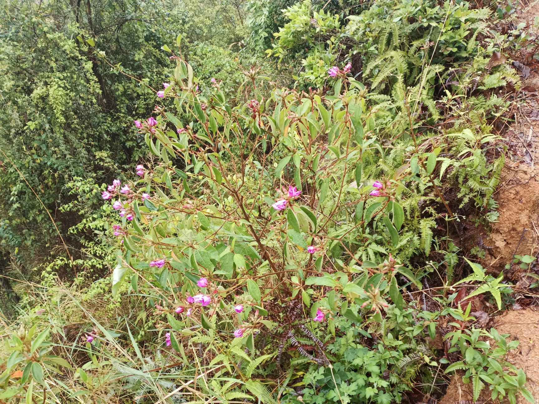 野牡丹苗 山捻子【高脚捻果苗】野牡丹