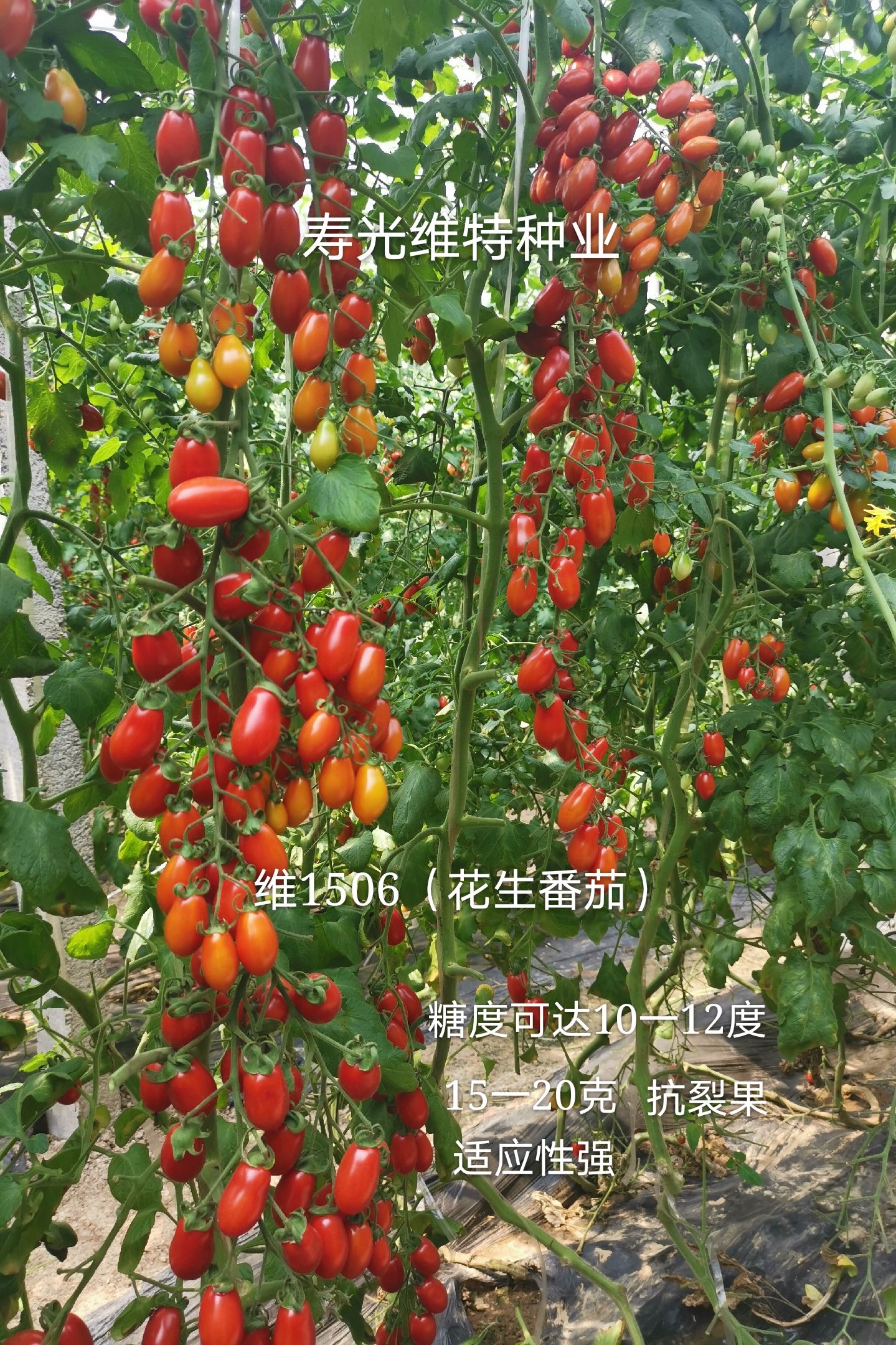 千禧圣女果 口感型红色花生柿子籽丹东花生番茄种子特色西红柿种子409