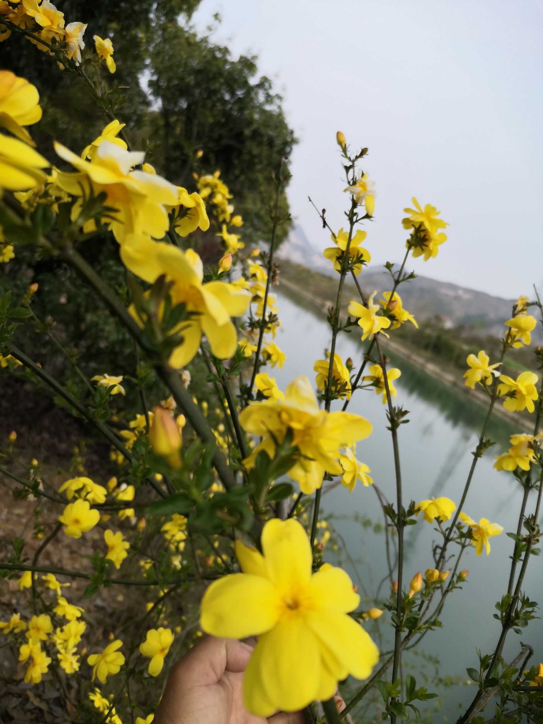 迎春花 新春花!适合河提,花园,小区花池,别墅种植