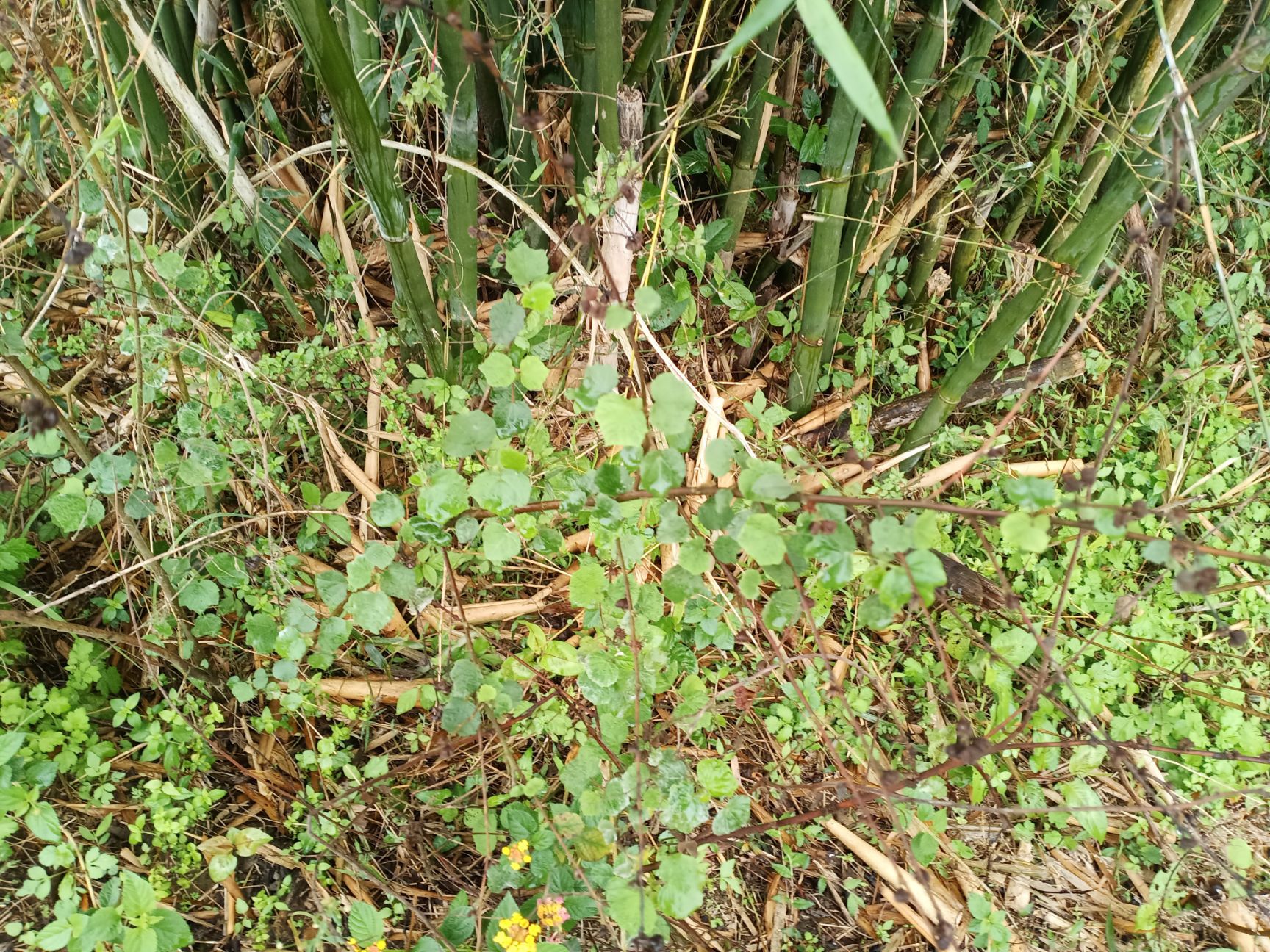 广东中草药新鲜现摘地桃花 刺头婆 肖梵天花材拦路虎根棉