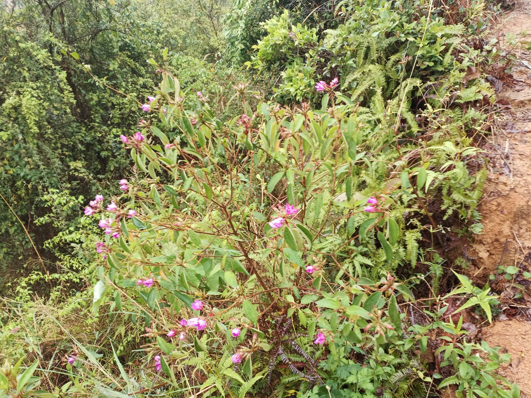 牡丹苗山捻子高脚捻果苗牡丹