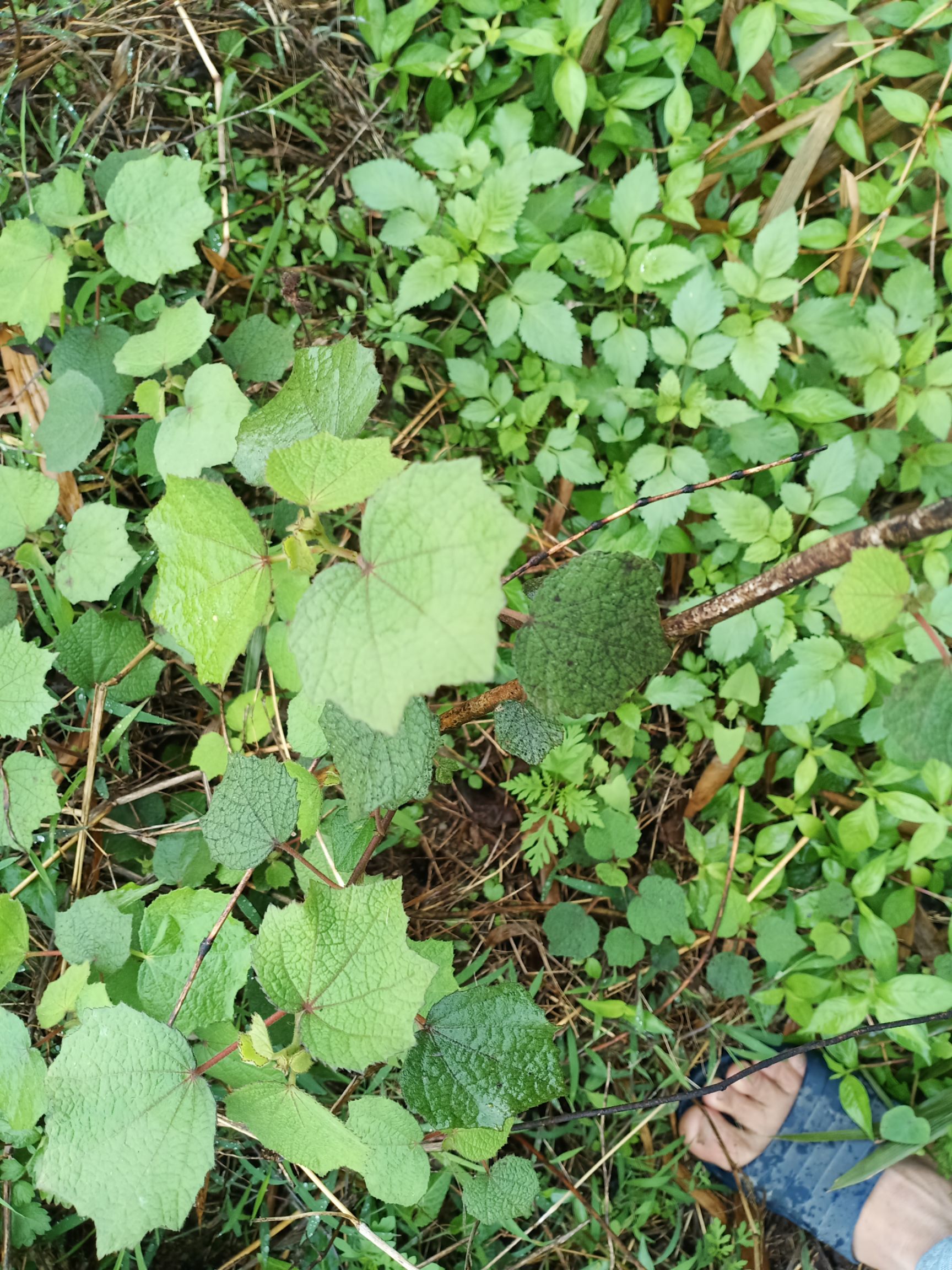 广东中草药新鲜现摘地桃花 刺头婆 肖梵天花材拦路虎根棉