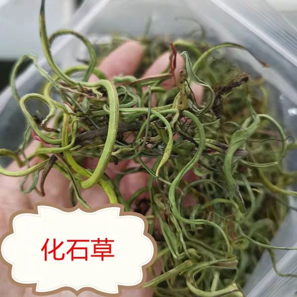 [化石草批发] 化石草 生别名(肾精茶)正品!无硫新货!