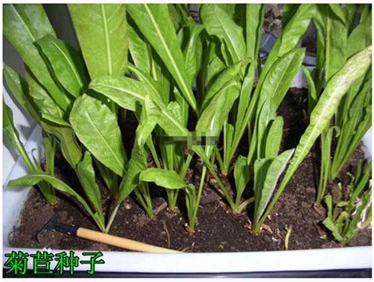 山东菊苣种子批发零售菊苣种一次可持续利用十六年