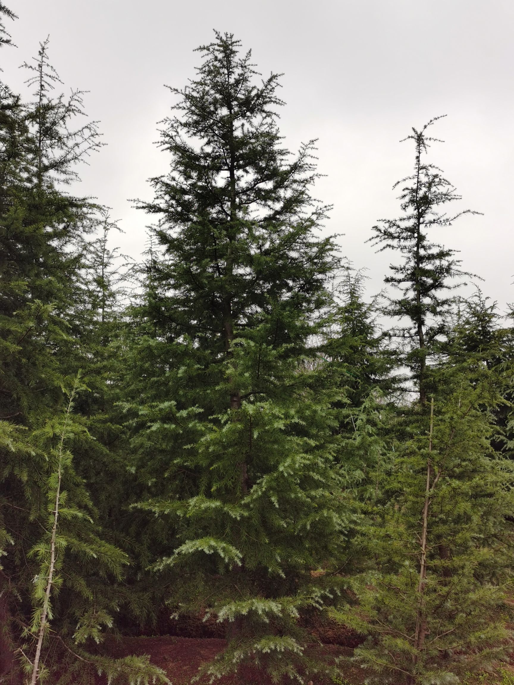 供应大厅  苗木花草  雪松  商品详情 【全国最大的雪松基地-江苏南京