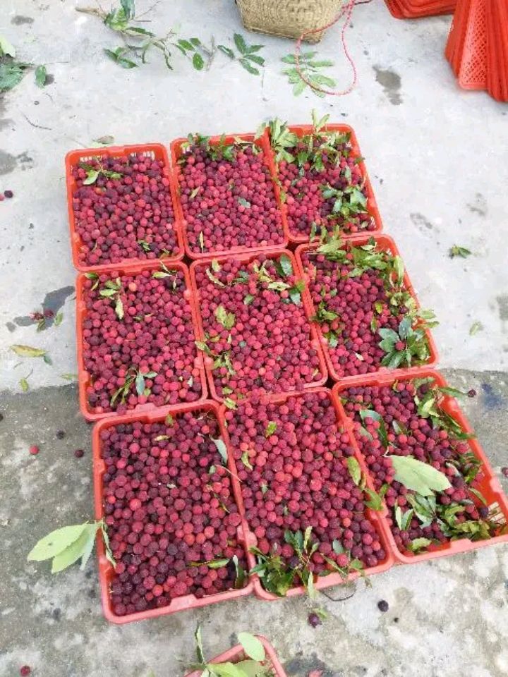 广西玉林博白凤山村.新鲜杨梅.吃了一斤还想两斤