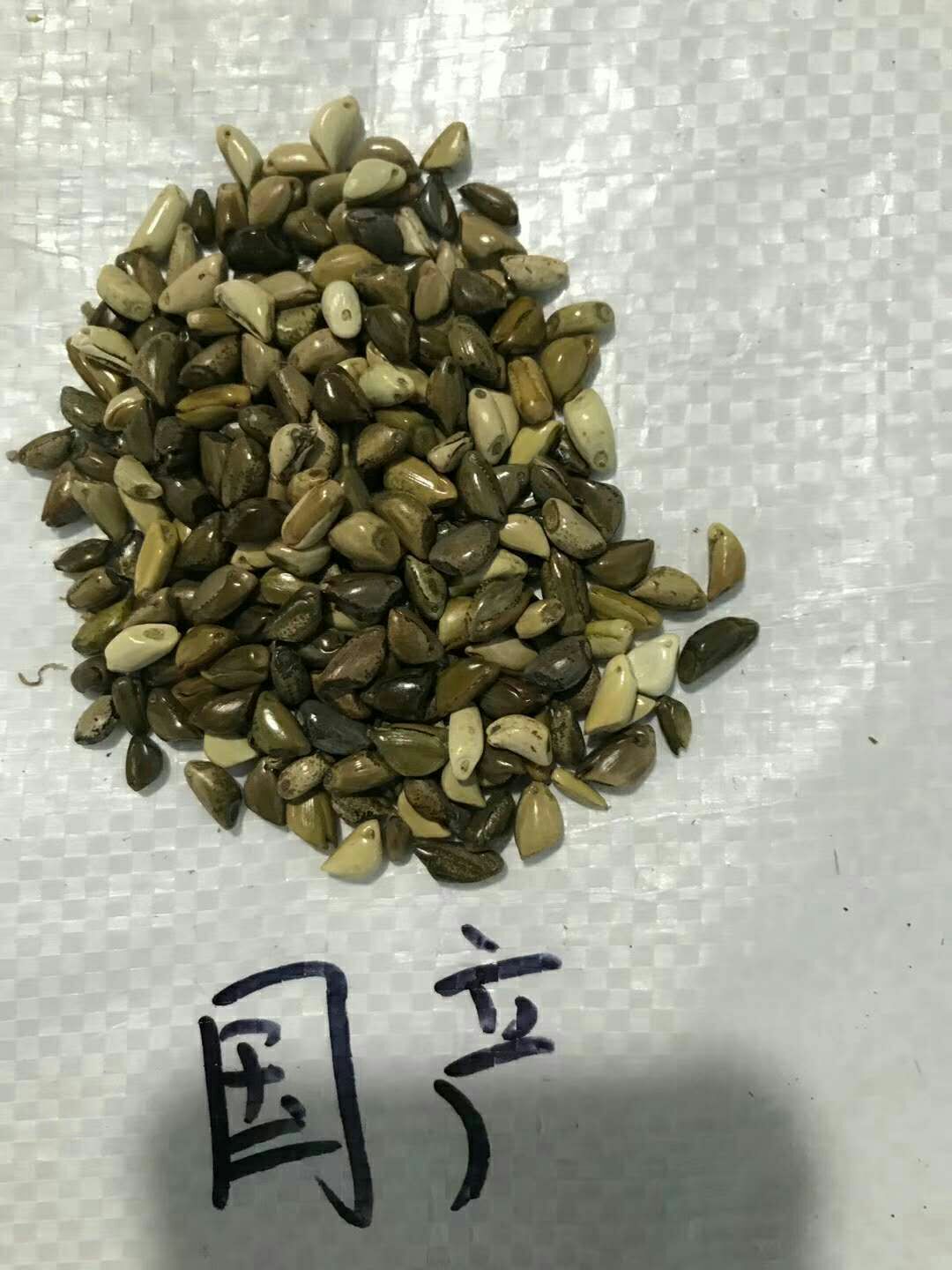 [墨西哥玉米草种子批发]墨西哥玉米草种子 墨西哥玉米草价格20元/斤