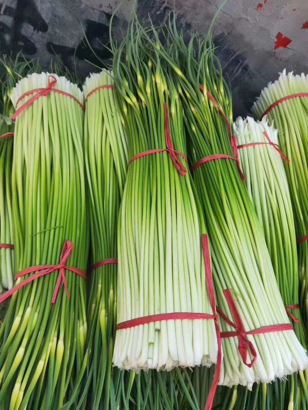 丰县新鲜白帽蒜薹大量上市有需要的请联系