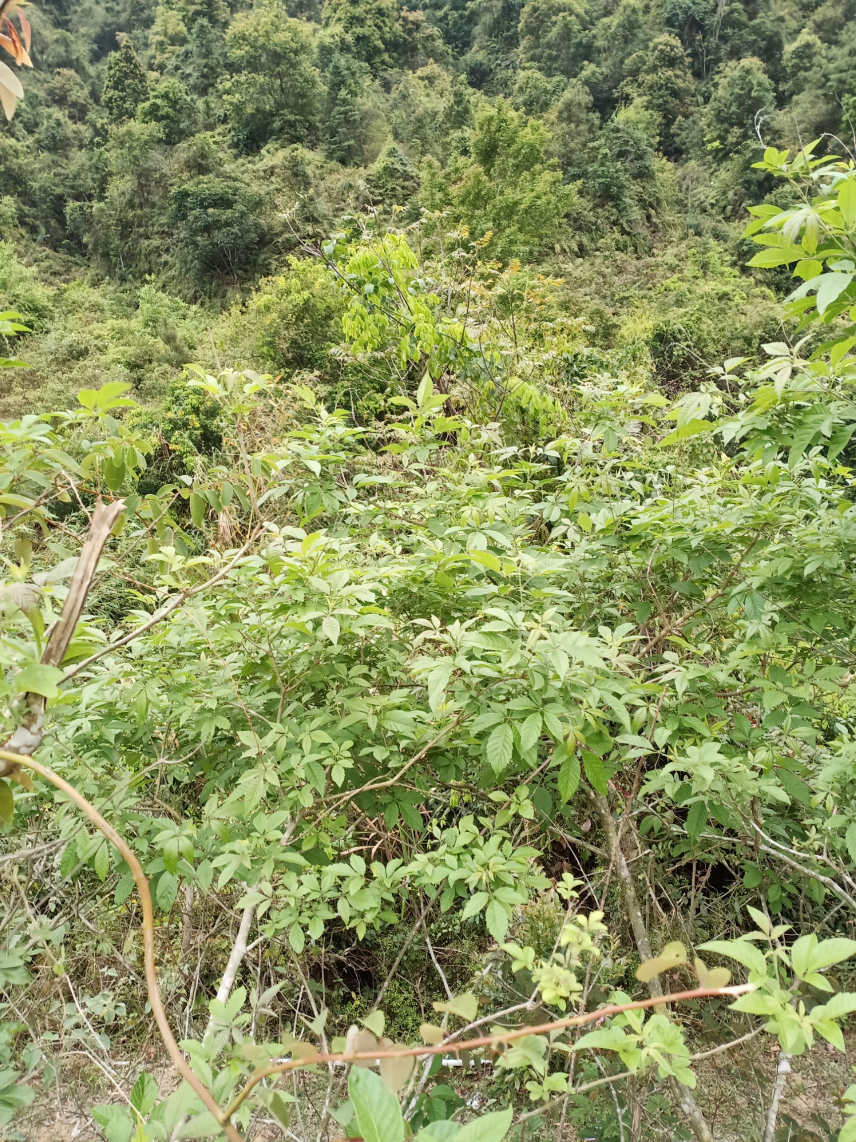 黄荆子 布惊根 纯根 黄荆根 牡荆根 新鲜五指柑布惊枝