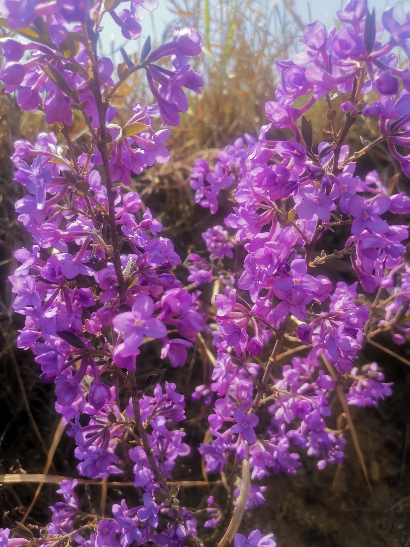 供应大厅  中药材  芫花