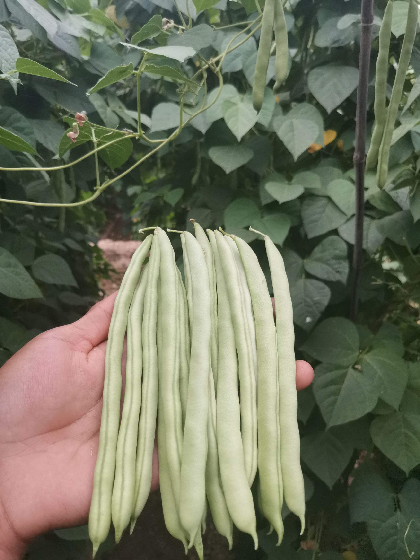 四季豆大量滞销有要货的联系