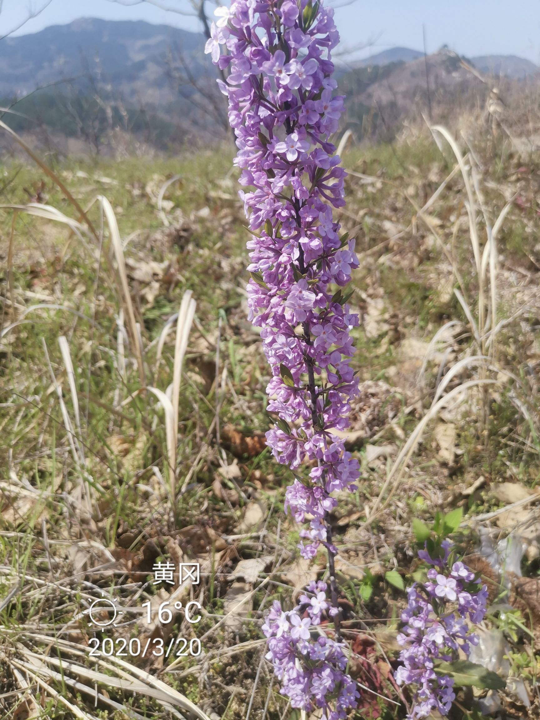 供应大厅  中药材  芫花
