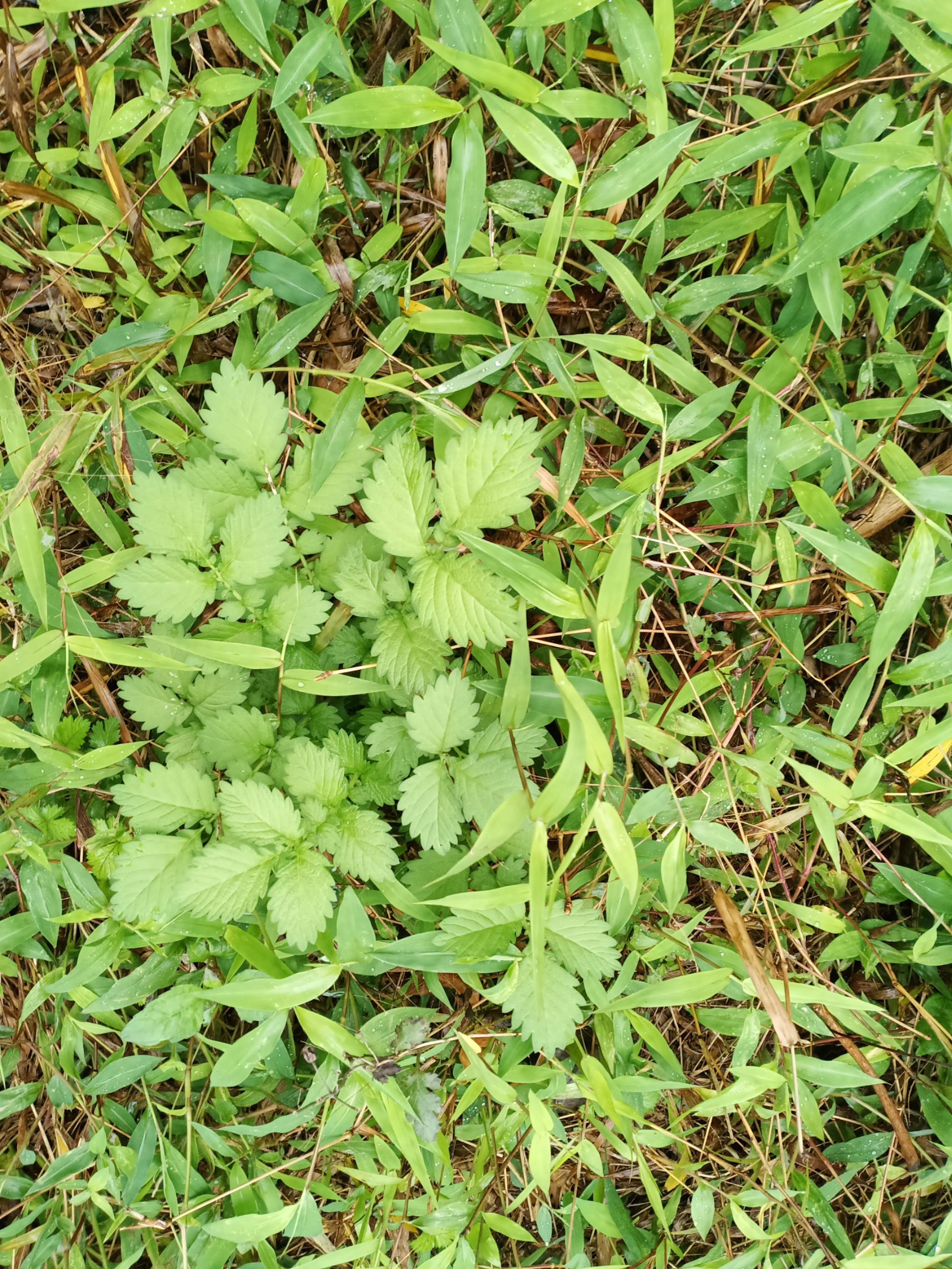 中草药 仙鹤草 龙芽草 瓜香草 跌胡蜂 泻痢草