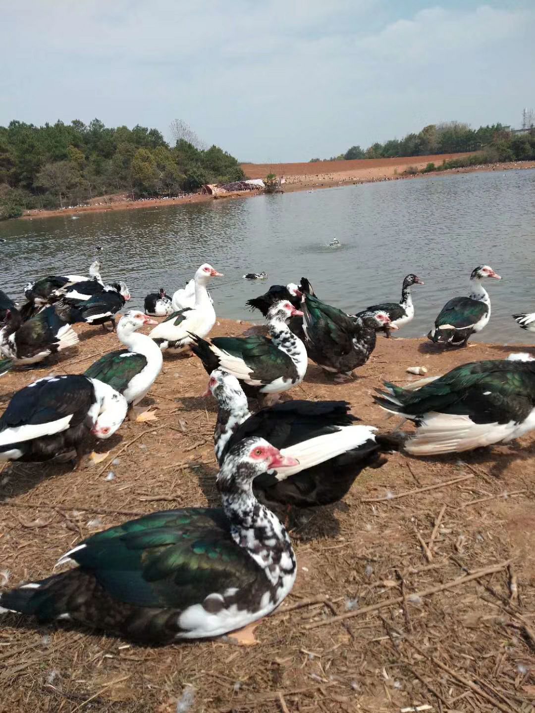 大花大种公鸭,货杠杠的