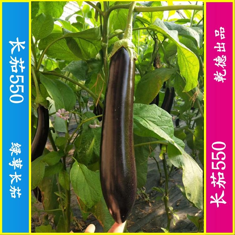 茄子种子 乾德长茄550,绿萼长茄,寿光十佳蔬菜品种