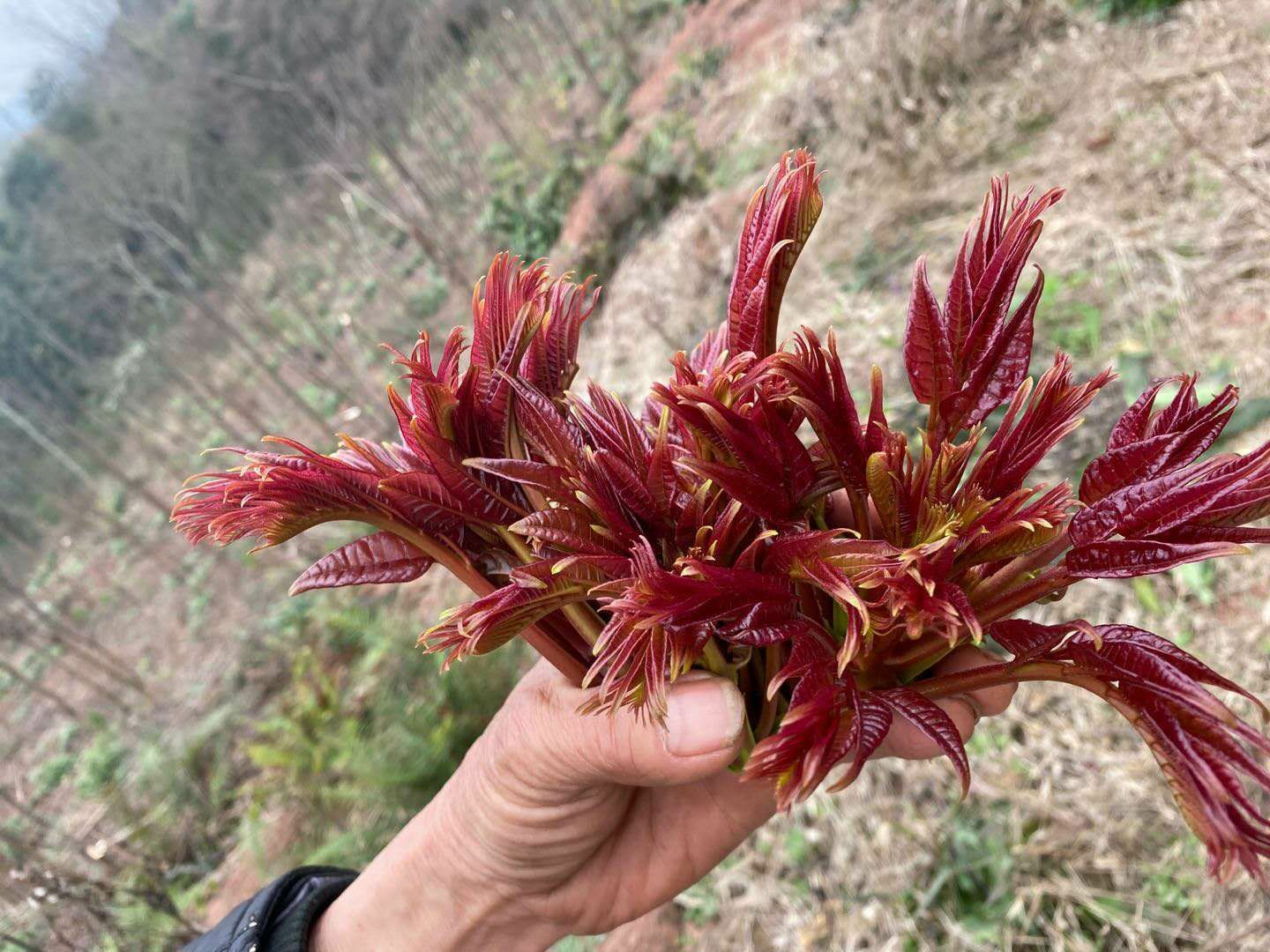 红油香椿芽 红油香椿牙