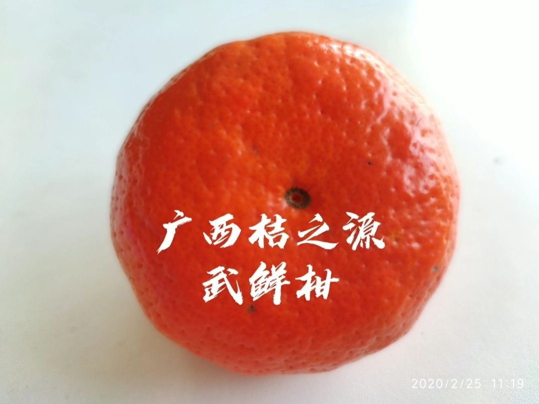 柑桔 销售武鲜柑果武鲜柑果苗
